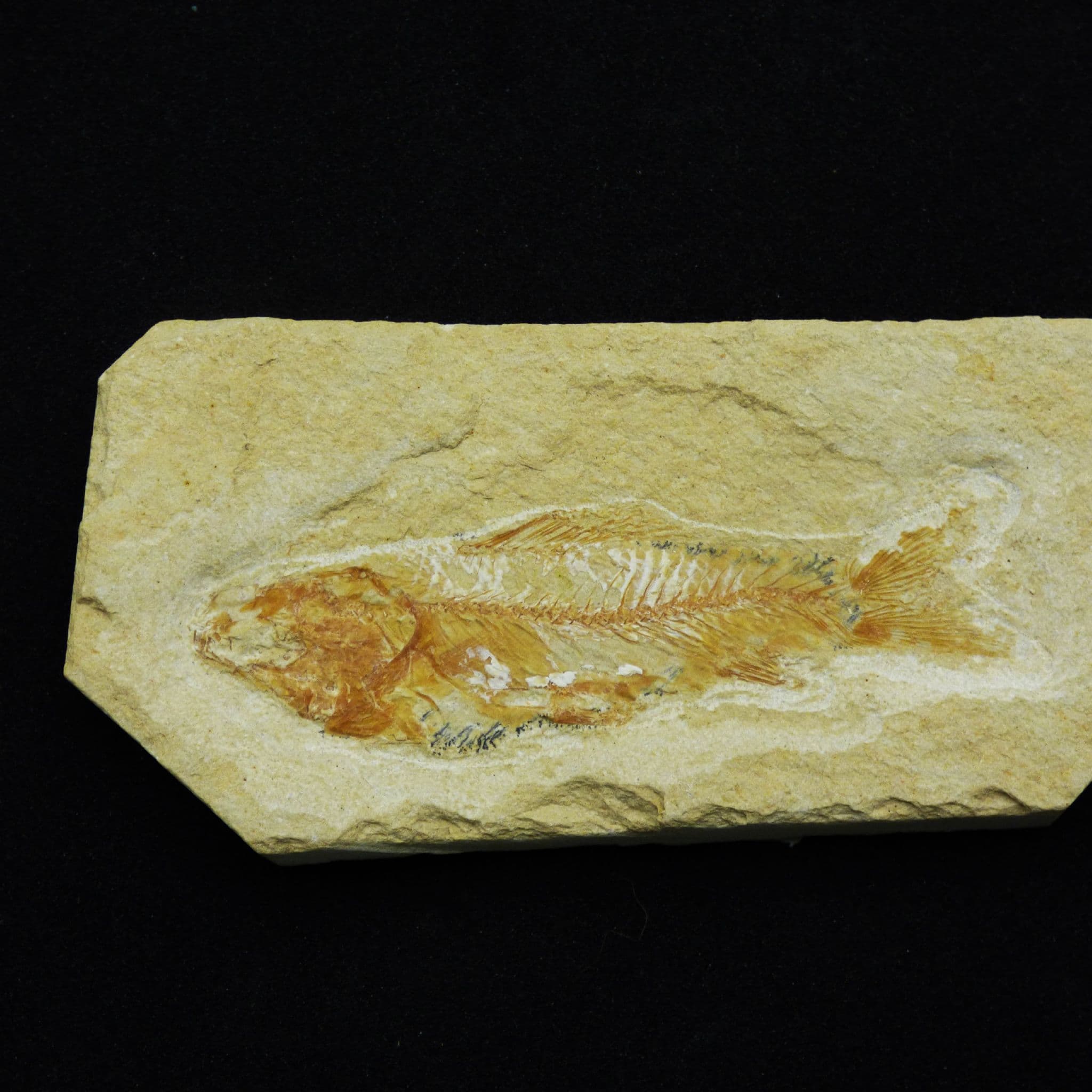 Fossil Fish Scrombroclupea Lebanon with Display Stand