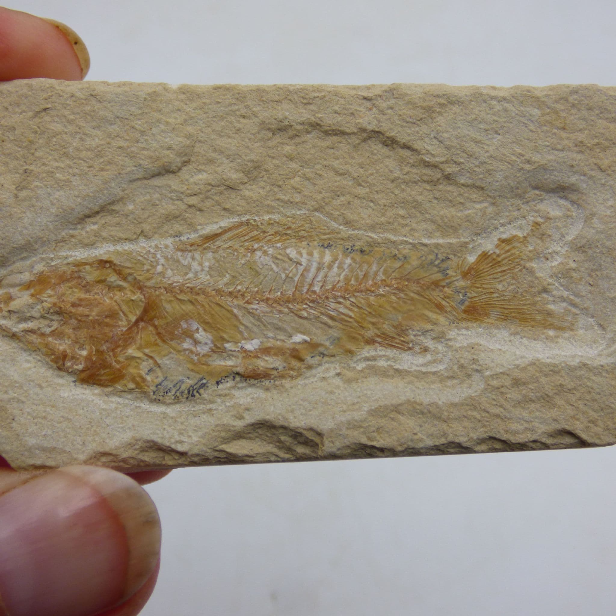 Fossil Fish Scrombroclupea Lebanon with Display Stand