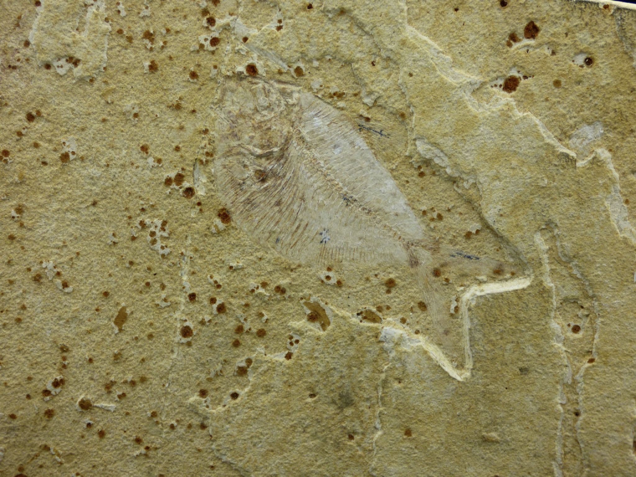 Fossil Fish Thorectichthys Morocco Cretaceous Tutorian