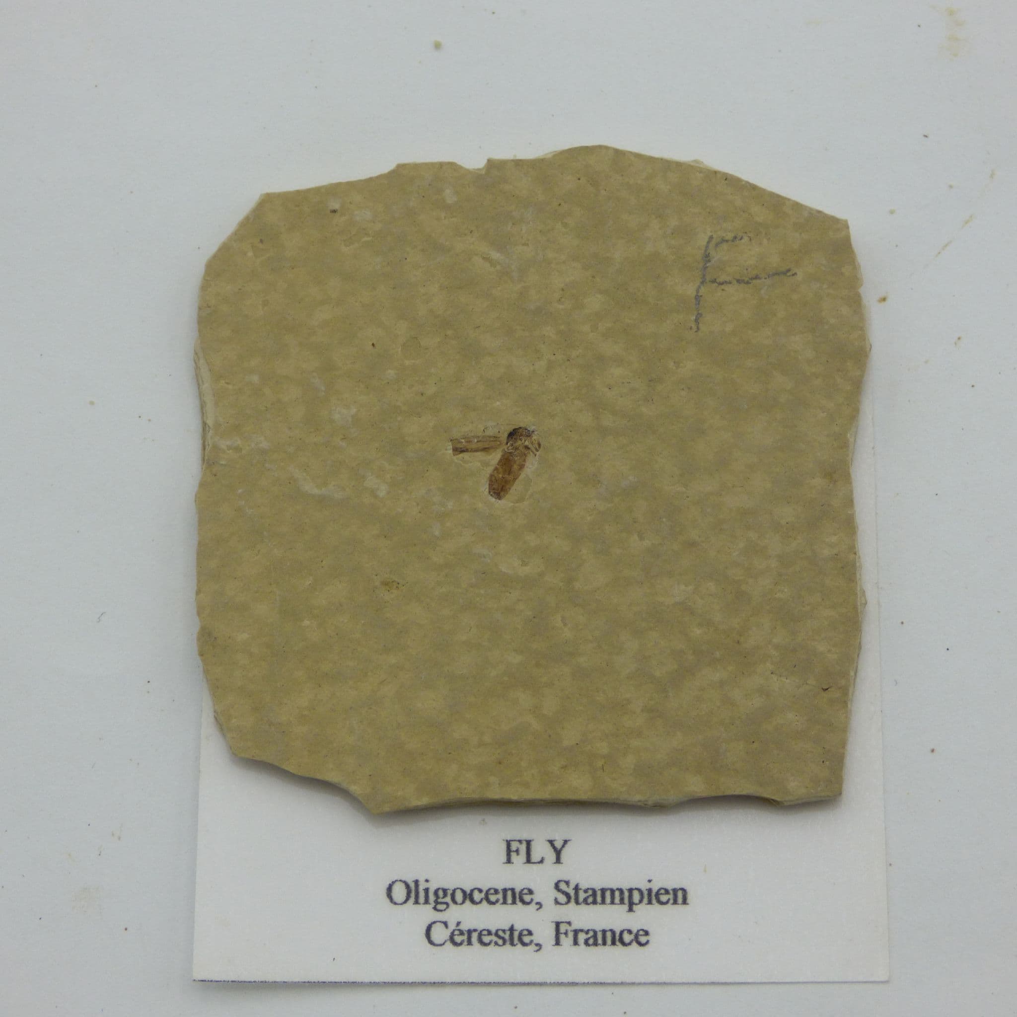 Fossil  Fly Oligocene Cereste France