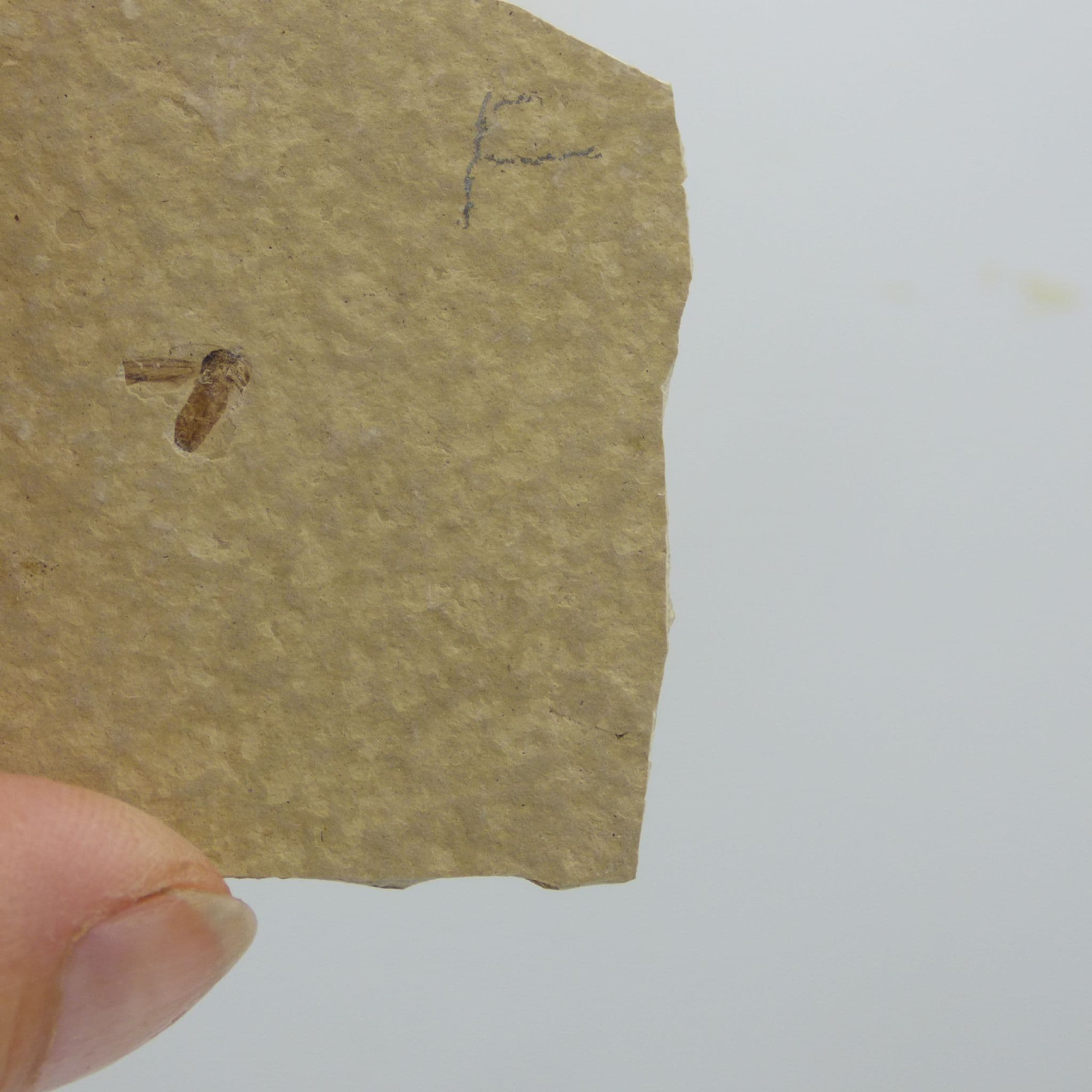 Fossil  Fly Oligocene Cereste France