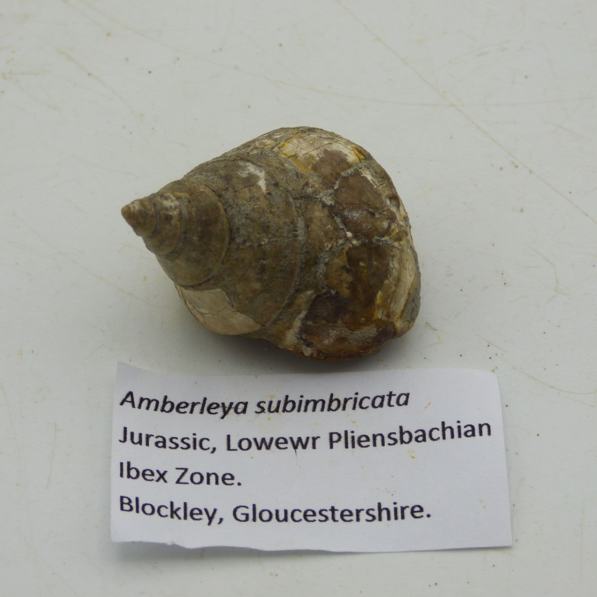 Fossil Gastropod Amberleya Subimbricata Gloucester UK