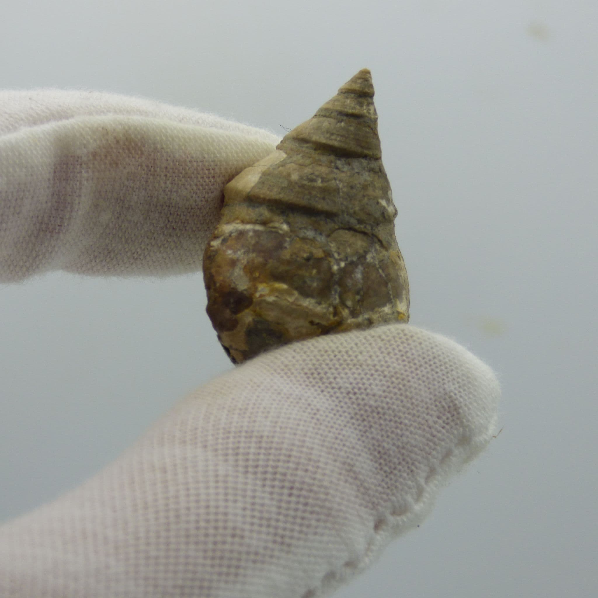 Fossil Gastropod Amberleya Subimbricata Gloucester UK