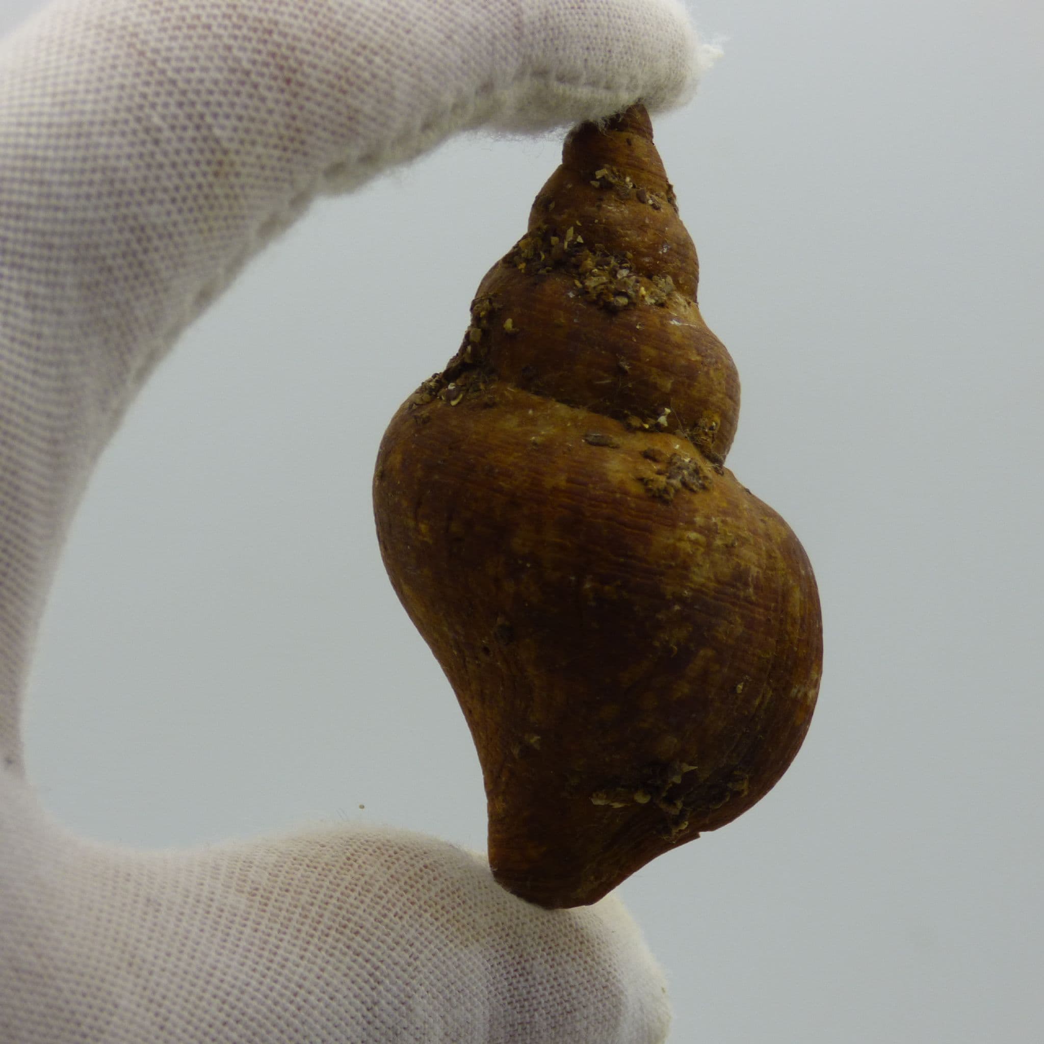 Fossil Gastropod Neptunea Contraria Pliocene Red Crag Suffolk, UK