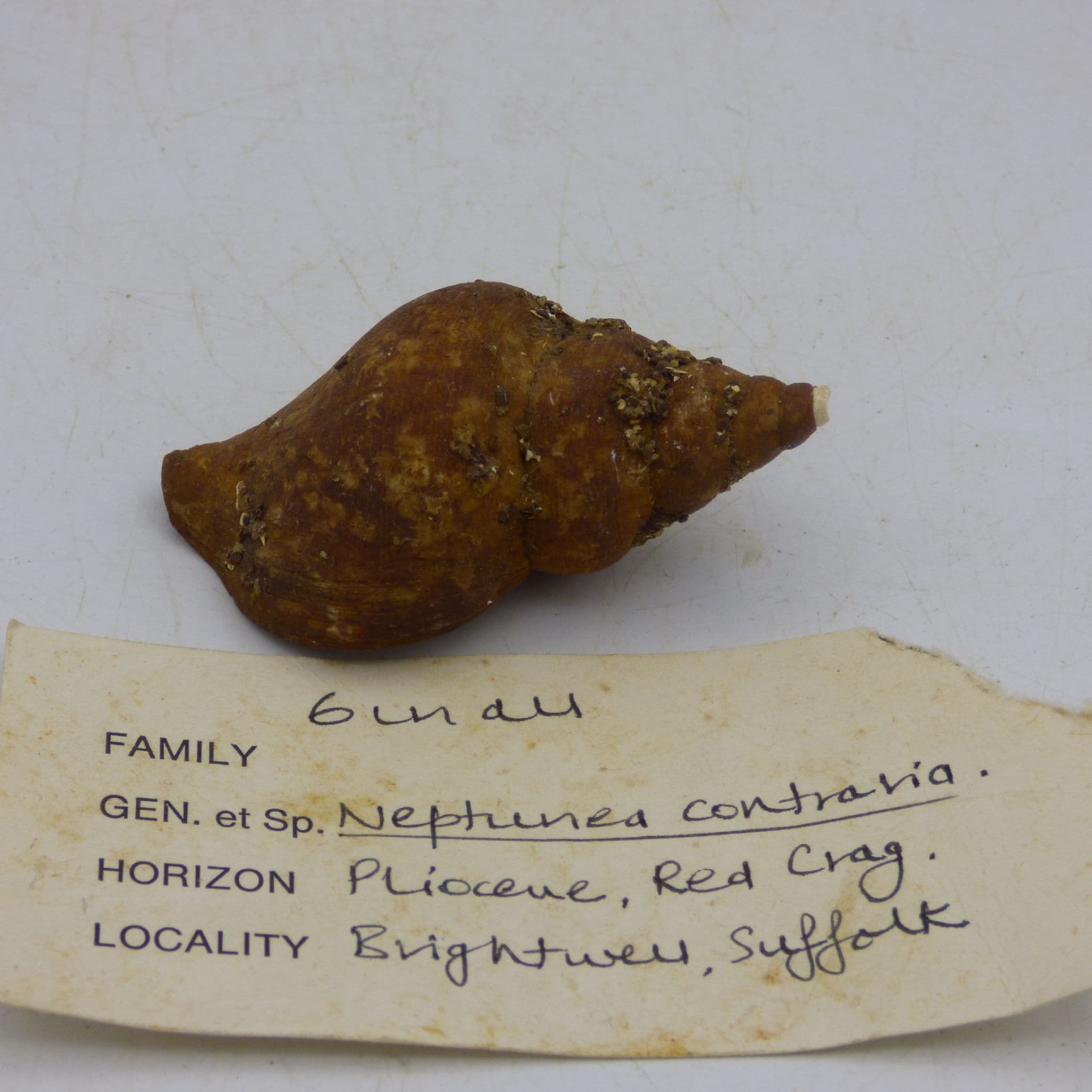 Fossil Gastropod Neptunea Contraria Pliocene Red Crag Suffolk, UK