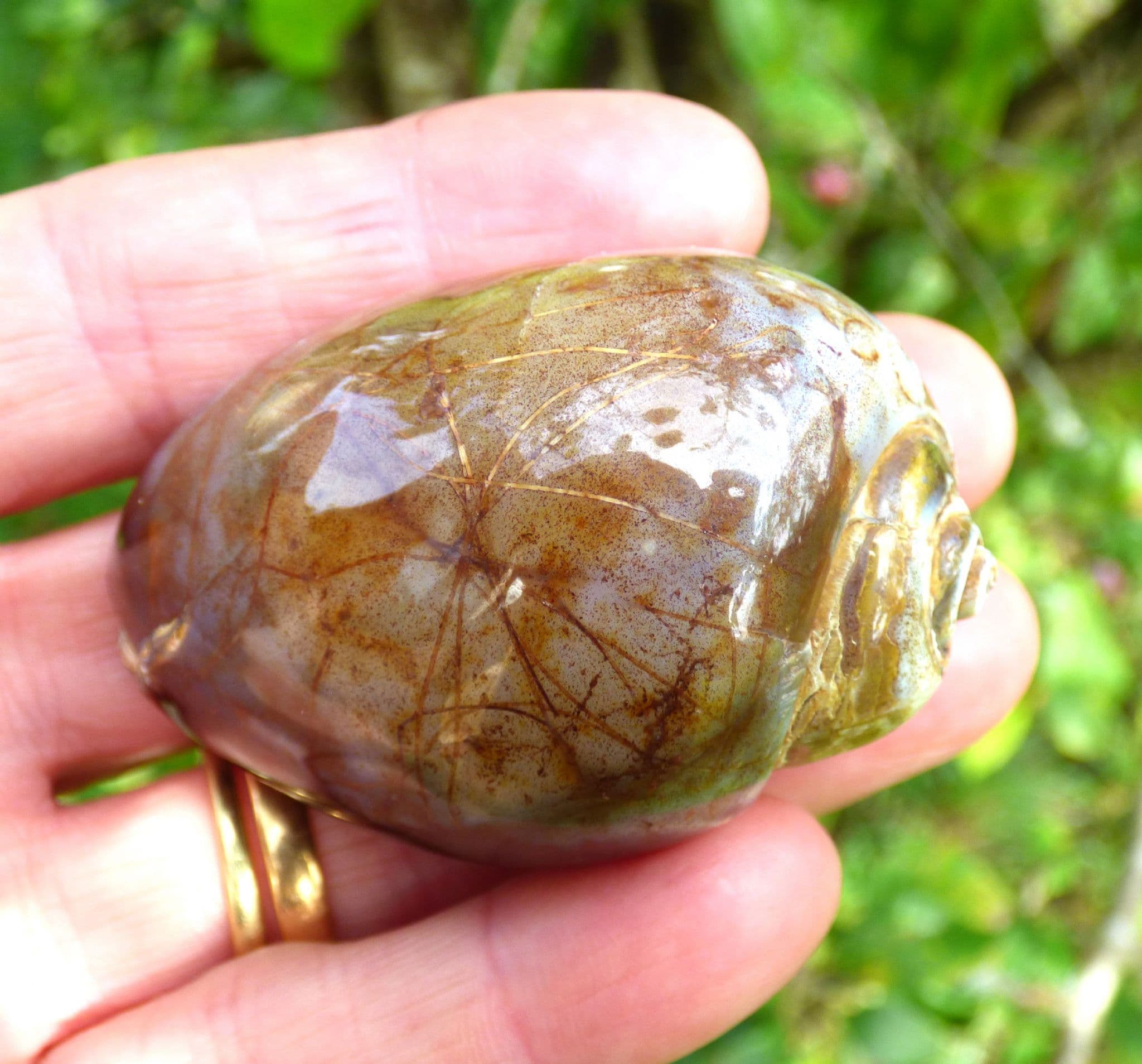 Fossil Gastropod  Steinkern Silicified Quartz  Cretaceous  Madhya  Pradesh India