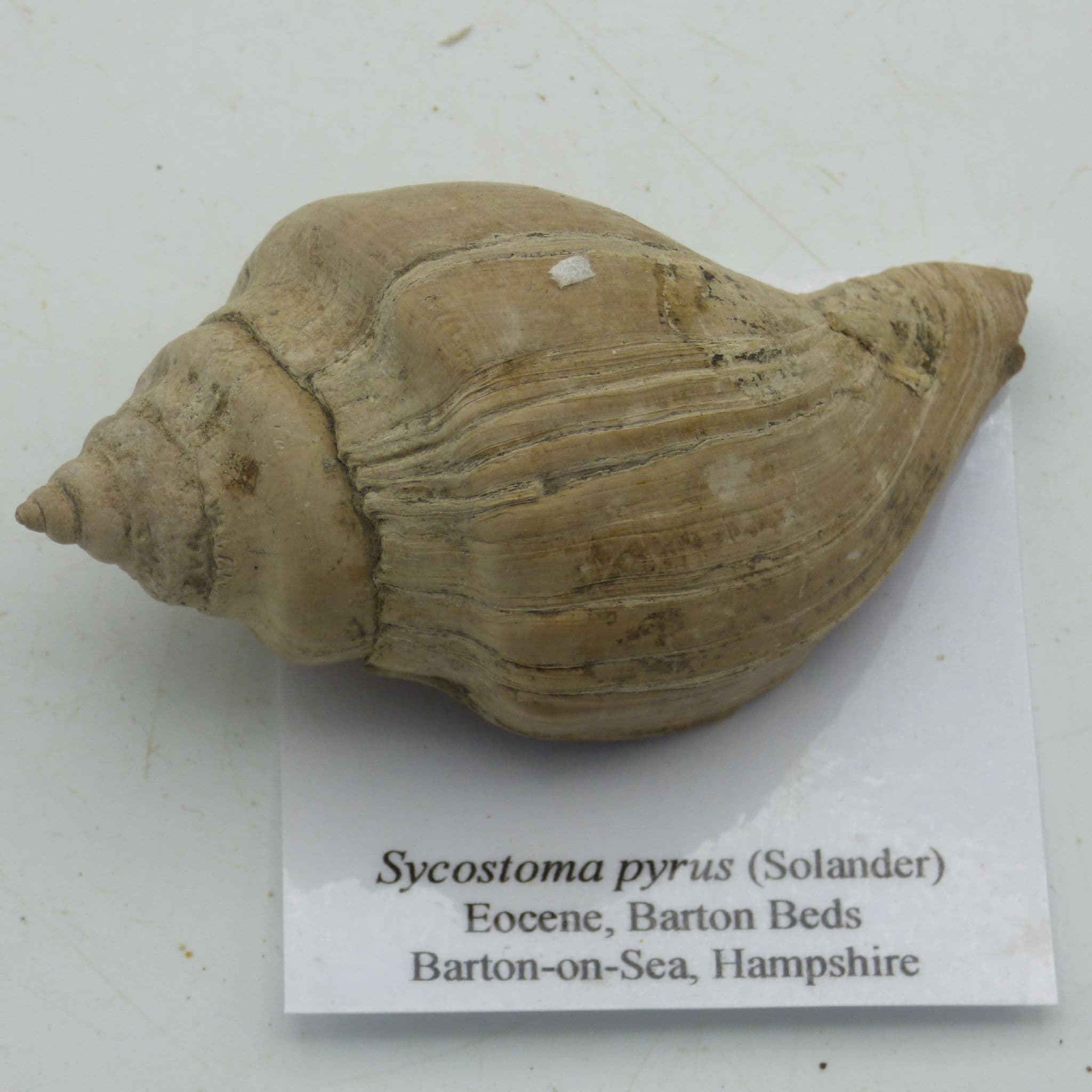 Fossil Gastropod Sycostoma Pyrus Eocene Hampshire UK