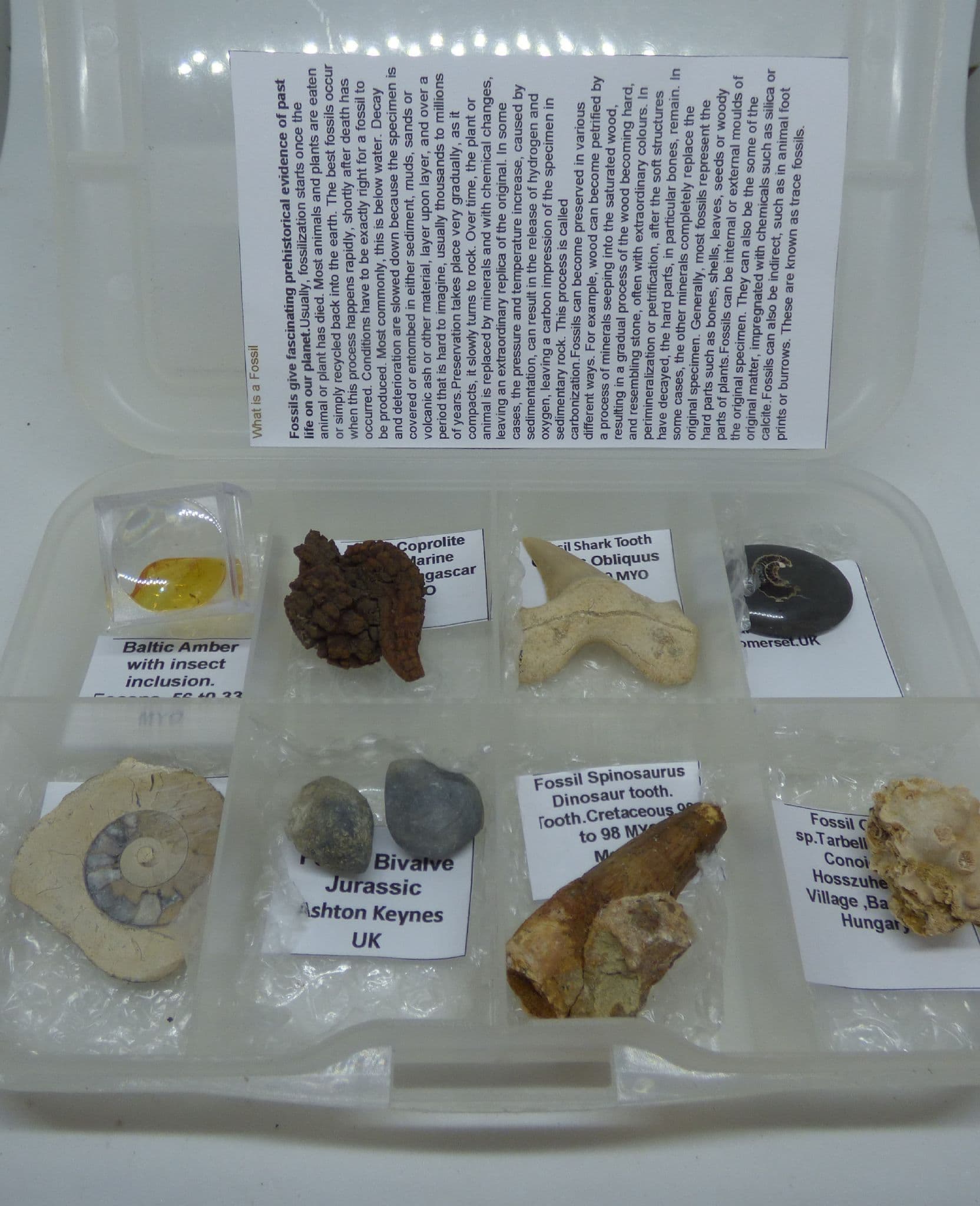 Fossil Gift Set of 8 Fossils from around world