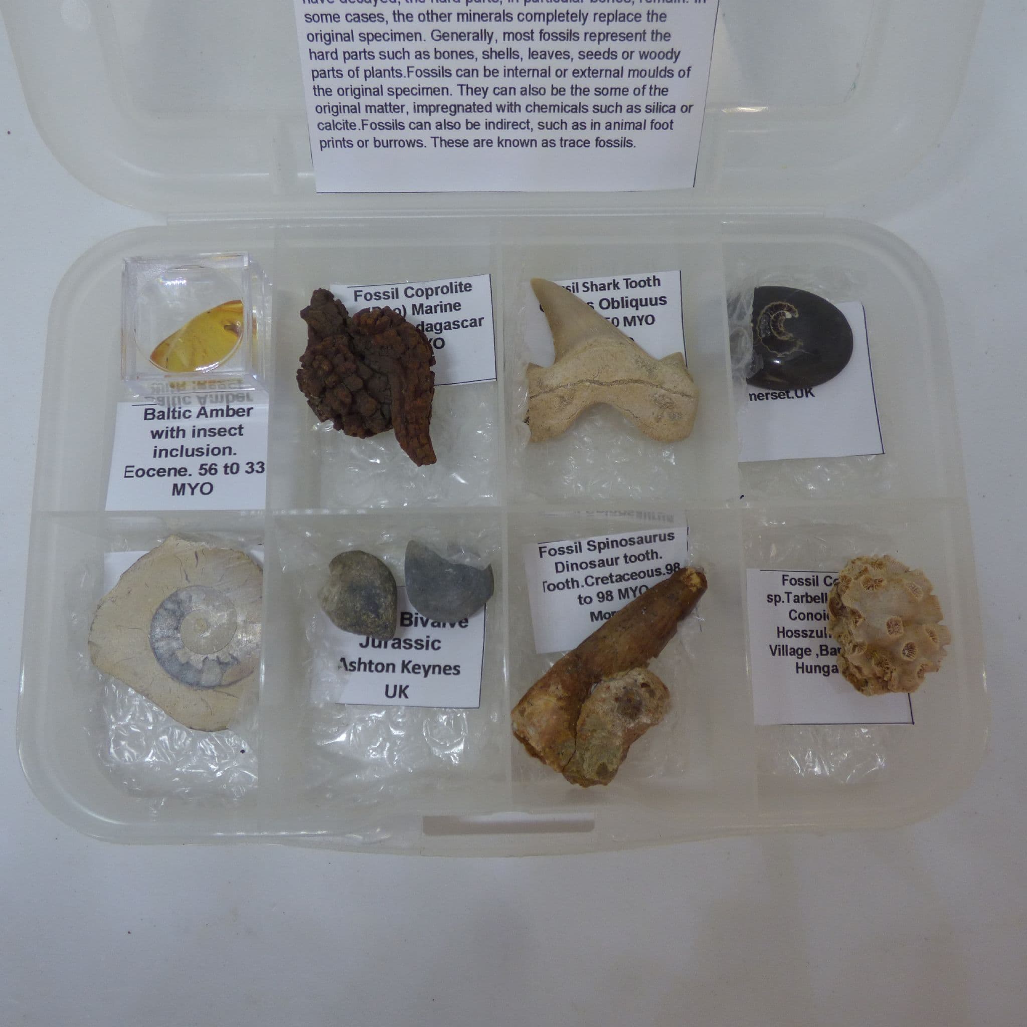 Fossil Gift Set of 8 Fossils from around world