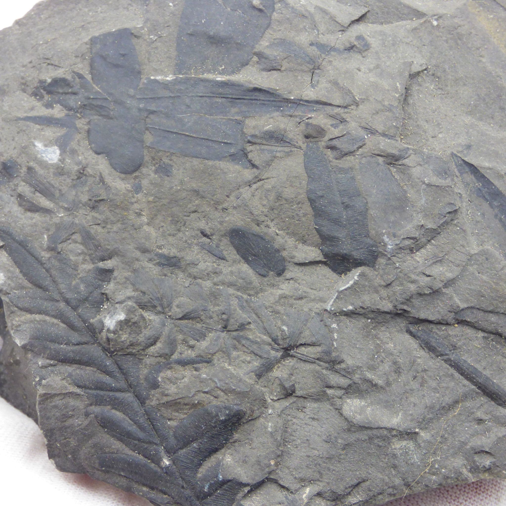 Fossil Ginko and Fern Remains Yorkshire  stand