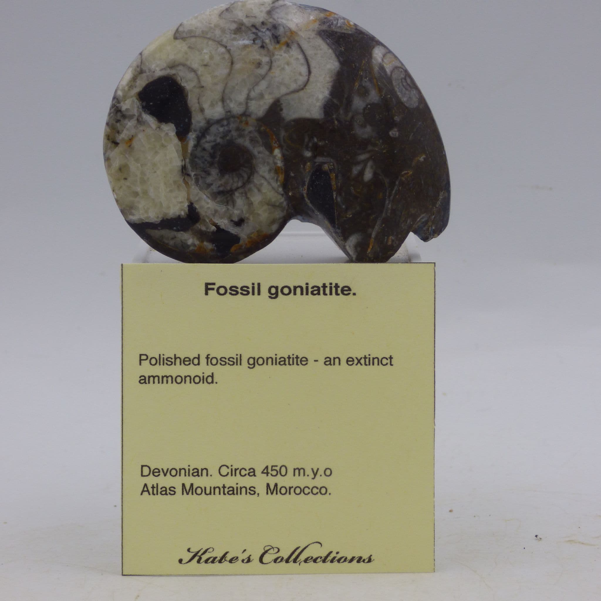 Fossil Goniotite with Acrylic Display Stand and Small Information Sheet