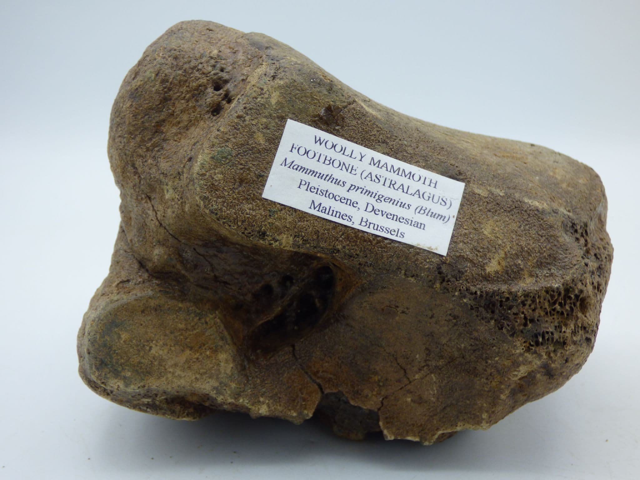 Fossil Ice Age Woolly  Mammoth Foot Bone   with  Display Stand