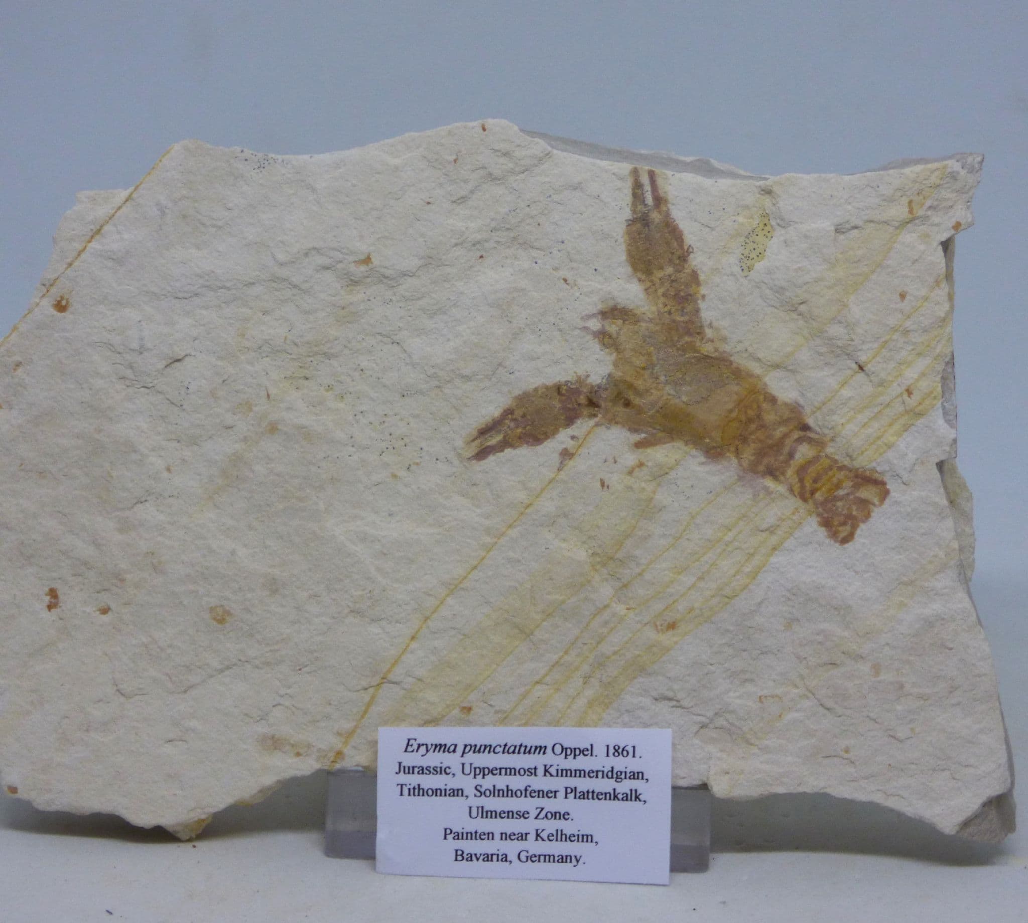 Fossil Lobster Eryma Punctatum Solnhofen