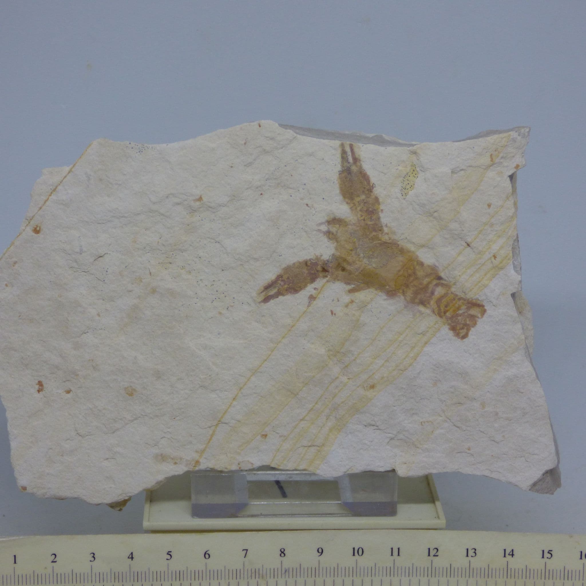 Fossil Lobster Eryma Punctatum Solnhofen