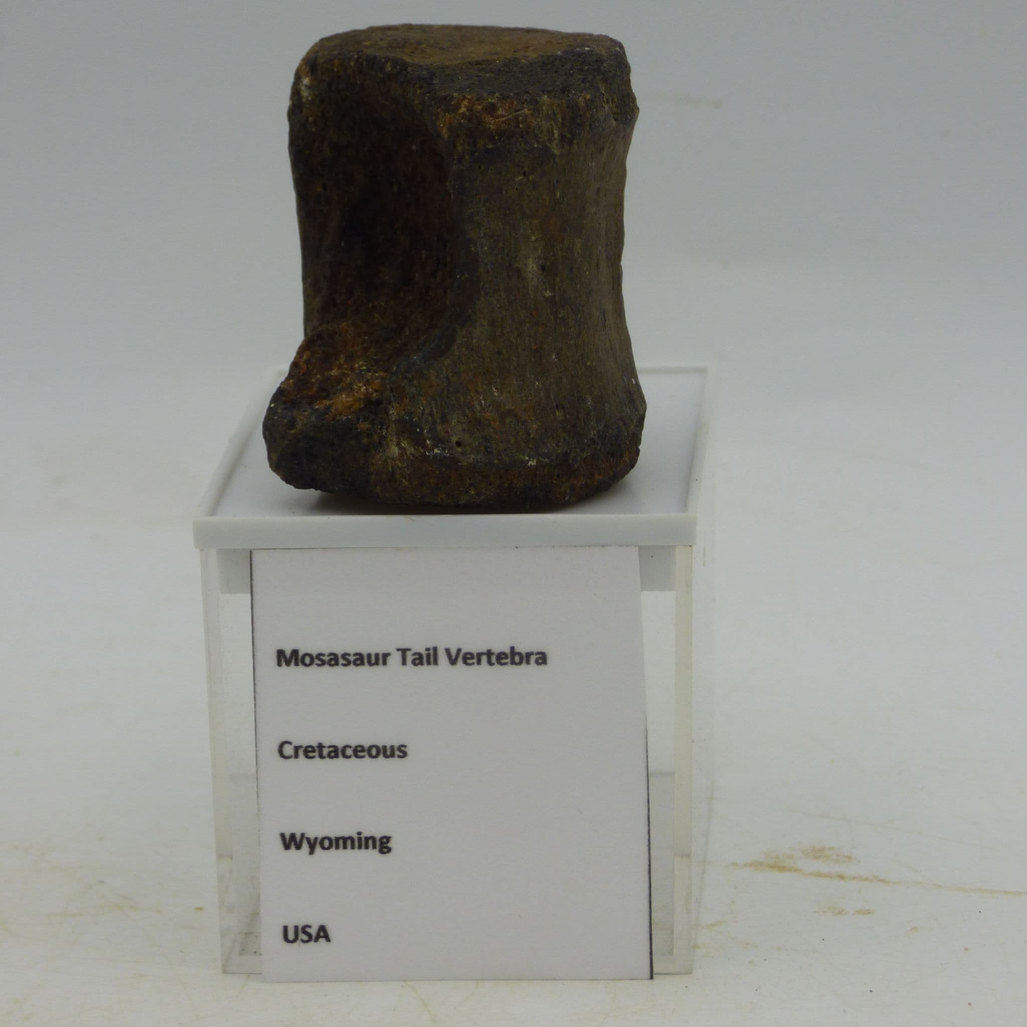 Fossil Mosasaur Tail Vertebra Cretaceous Wyoming USA