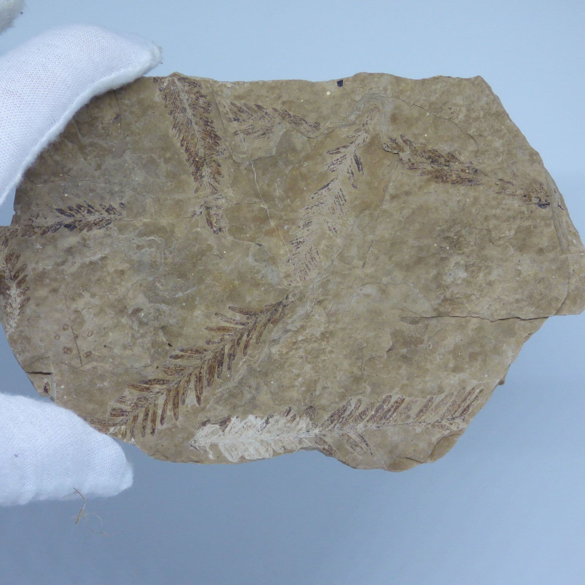 Fossil Plant Remains  from British Columbia