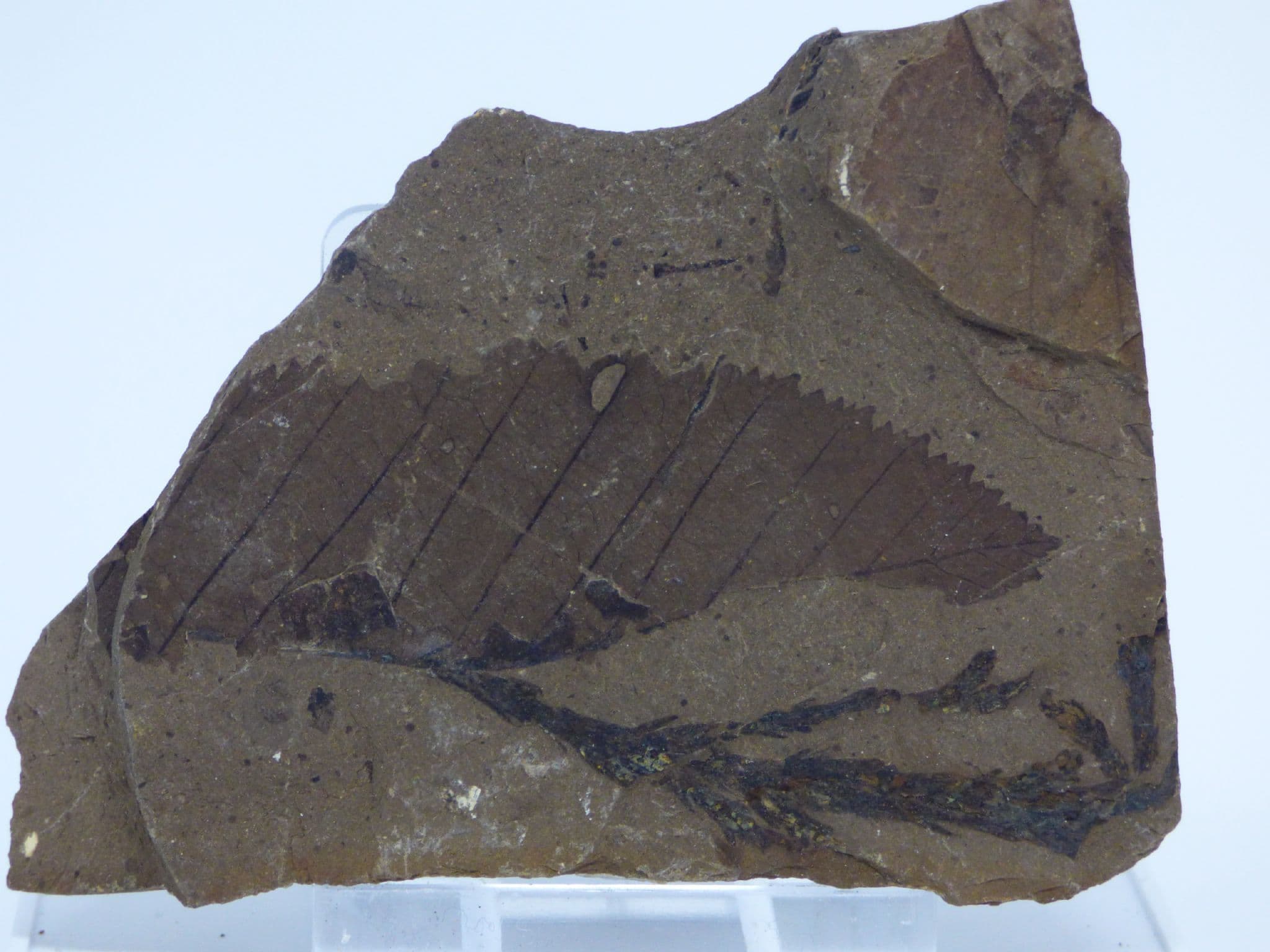 Fossil Plant Remains - Old Collection-  from British Columbia