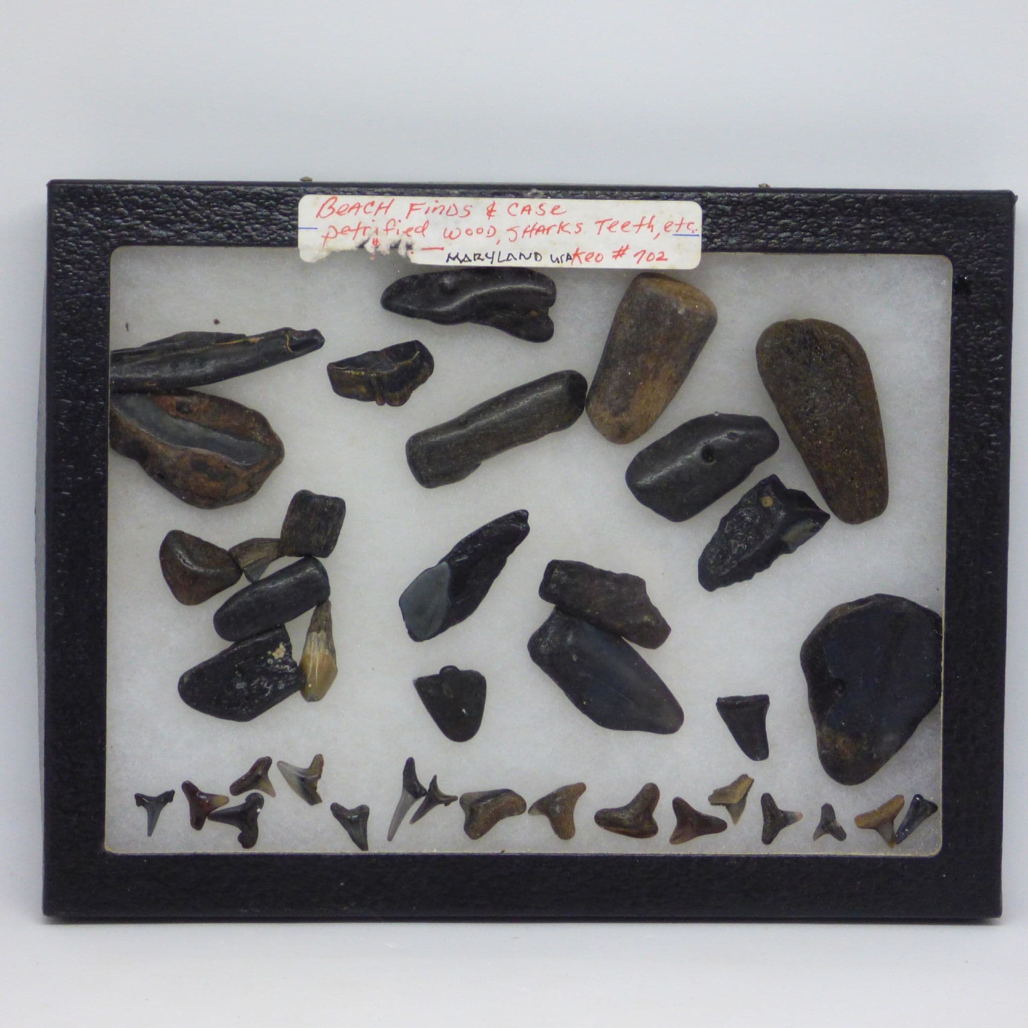 Fossil Shark and Fish Teeth/ Bone Collection 45 to 70 MYO Educational Gift Idea (1)