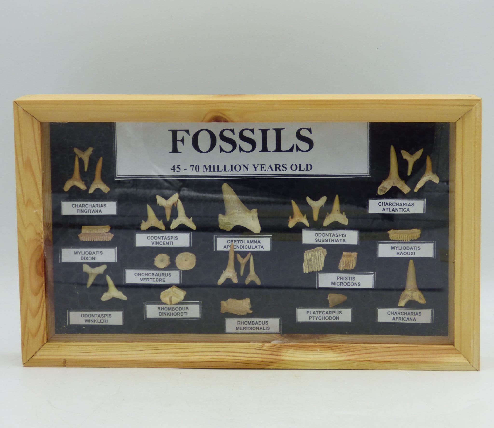 Fossil Shark and Fish Teeth/ Bone Collection 45 to 70 MYO Educational Gift Idea (2)