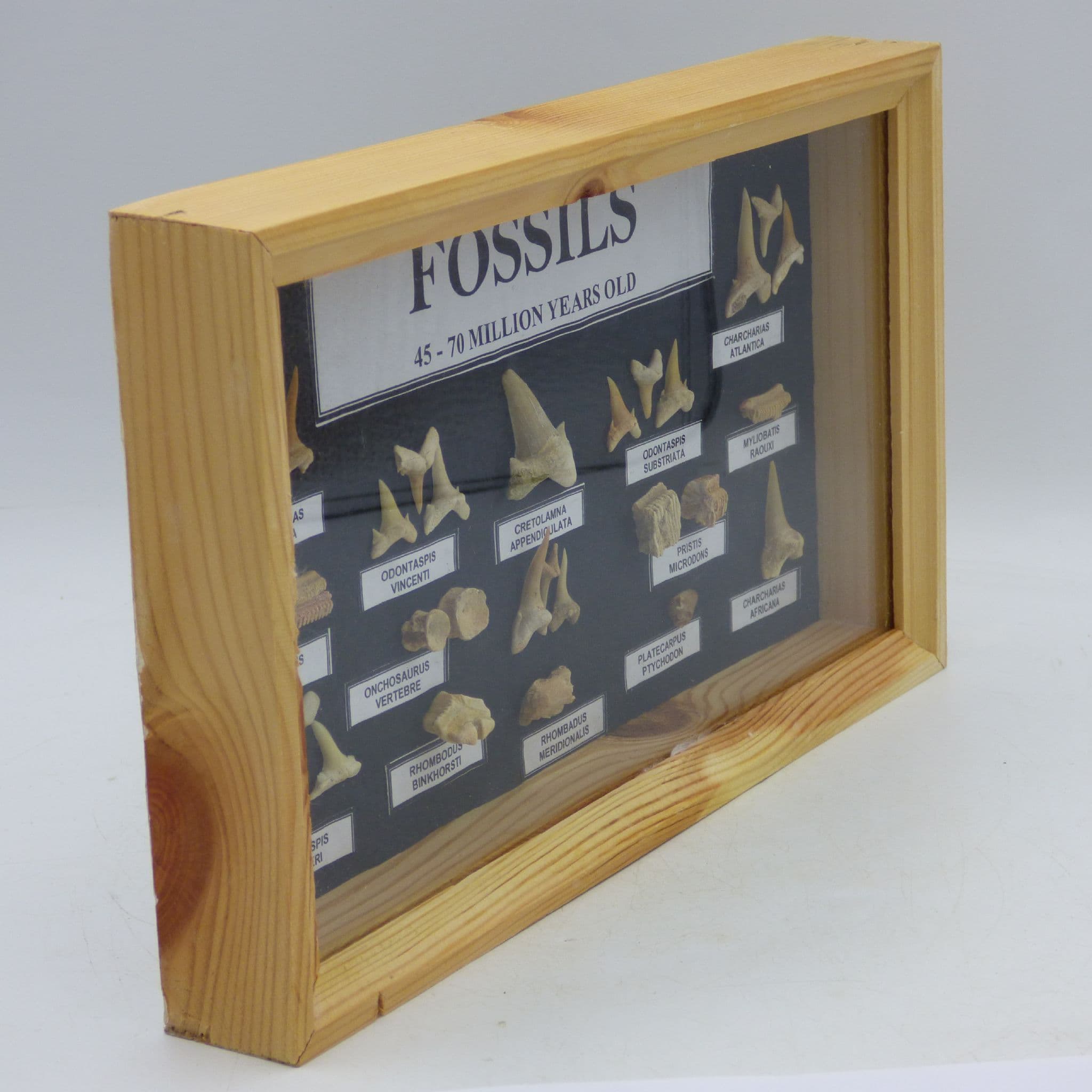 Fossil Shark and Fish Teeth/ Bone Collection 45 to 70 MYO Educational Gift Idea (2)