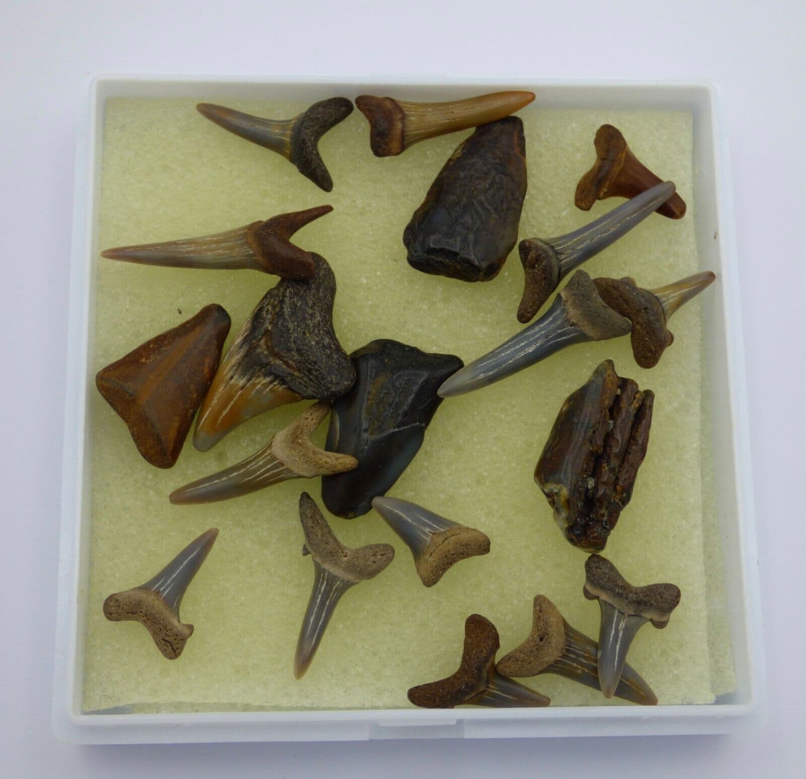 Fossil Shark Teeth Collection 19 Mixed Collectors Box 22 to 53 MYO UK