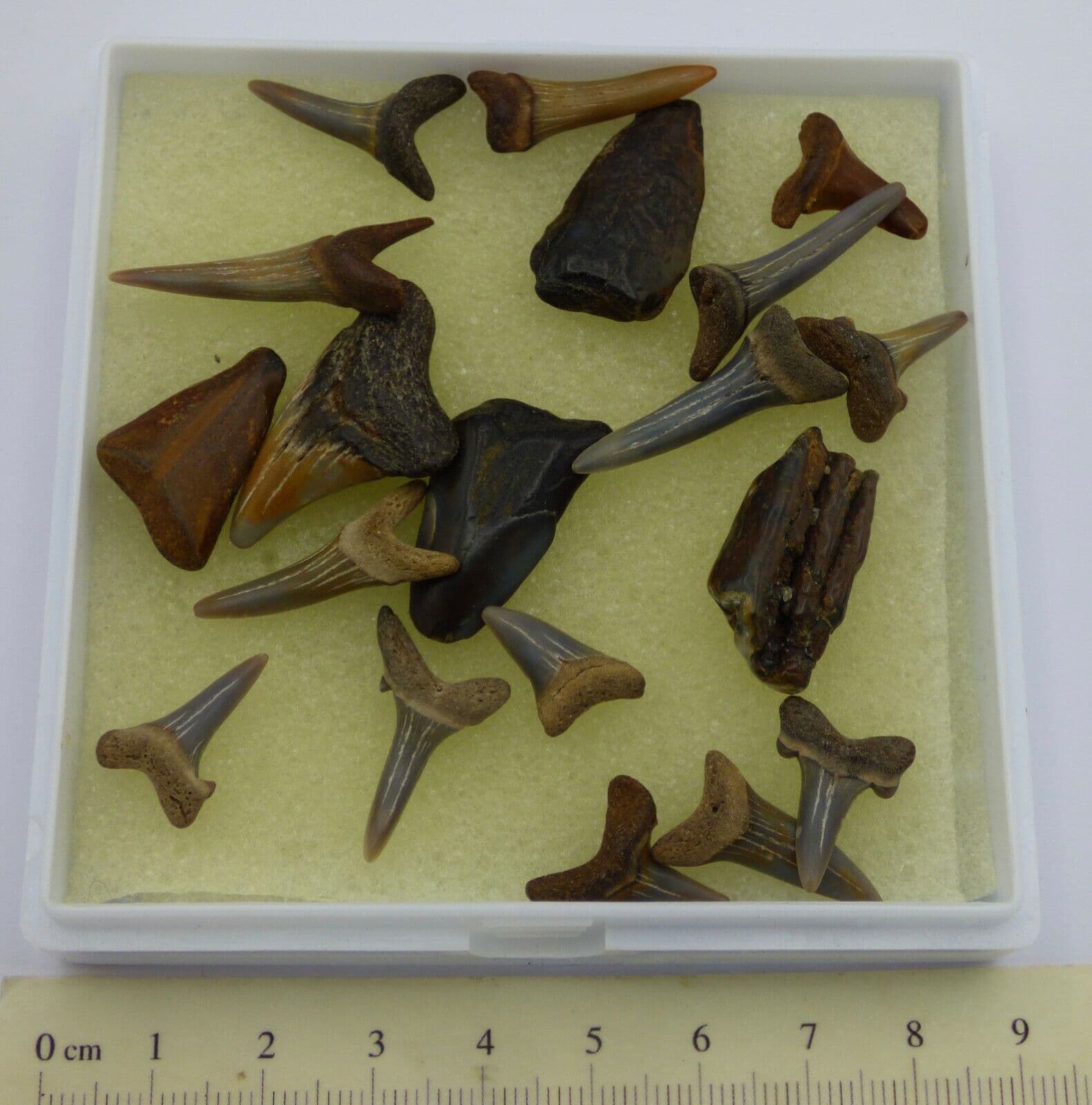 Fossil Shark Teeth Collection 19 Mixed Collectors Box 22 to 53 MYO UK