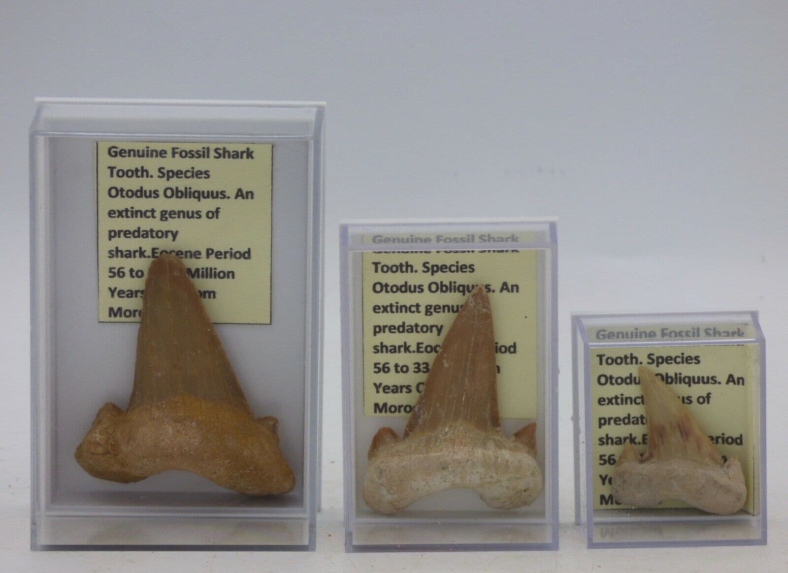 Fossil Shark Tooth 3 SIZES TO CHOOSE FROM in Acrylic Collectors Box