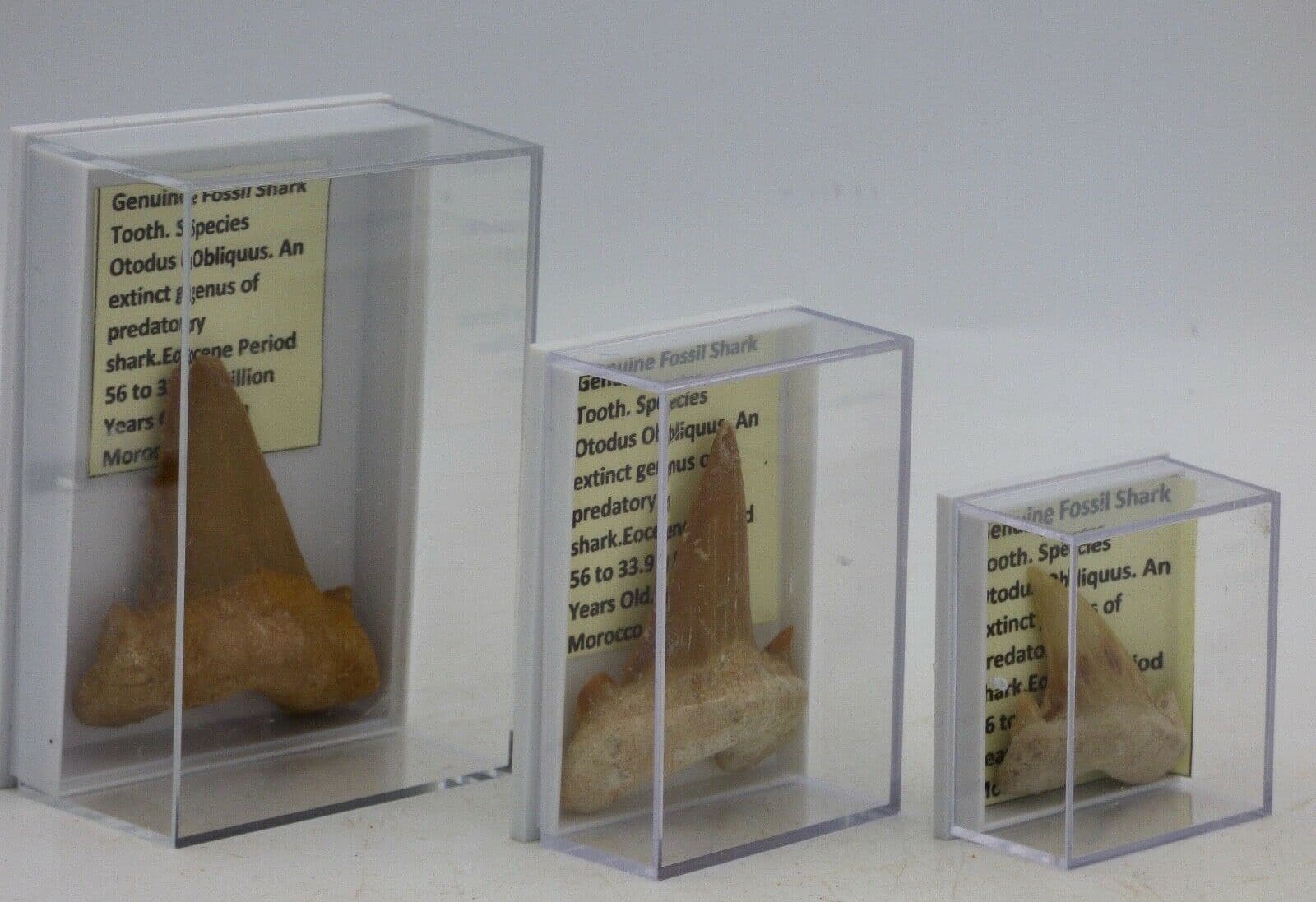 Fossil Shark Tooth 3 SIZES TO CHOOSE FROM in Acrylic Collectors Box