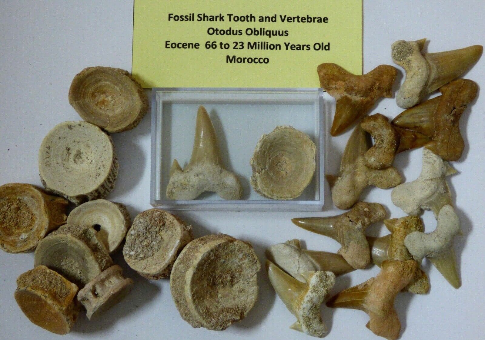 Fossil Shark Tooth and Vertebrae  Otodus Eocene in Acrylic Collectors Box x 1