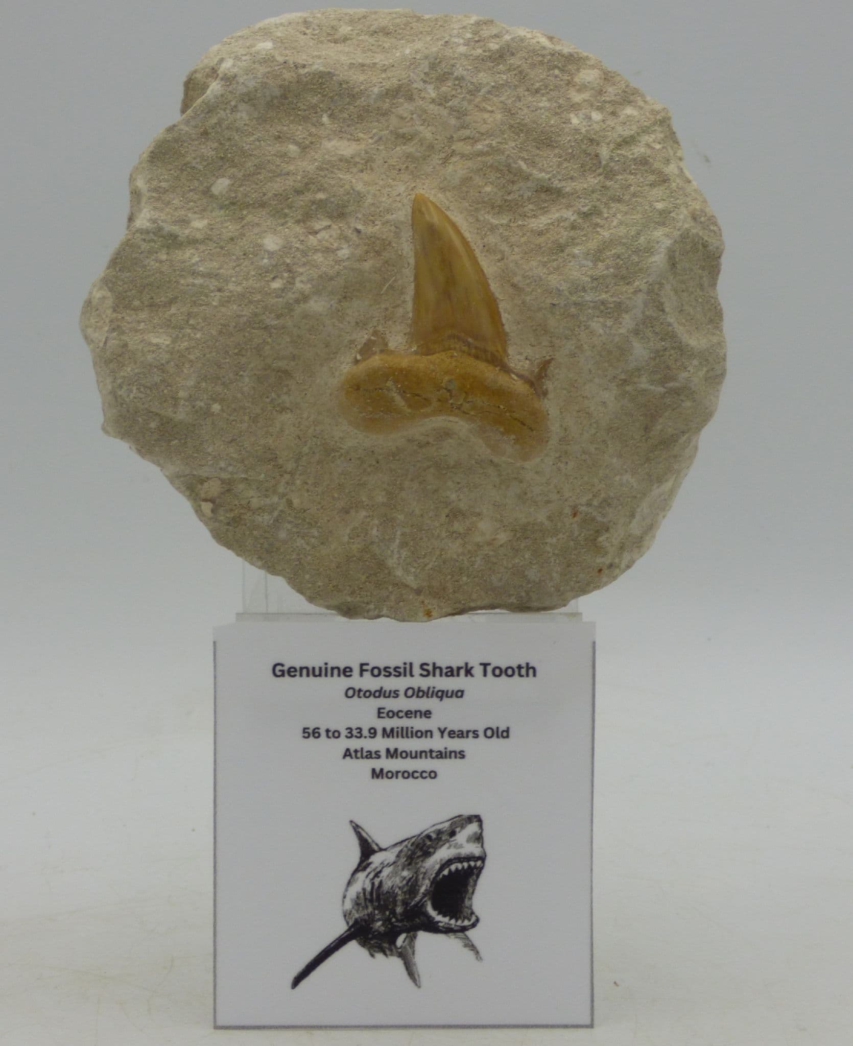 Fossil Shark Tooth  in Rock with Display Stand - Gift Idea