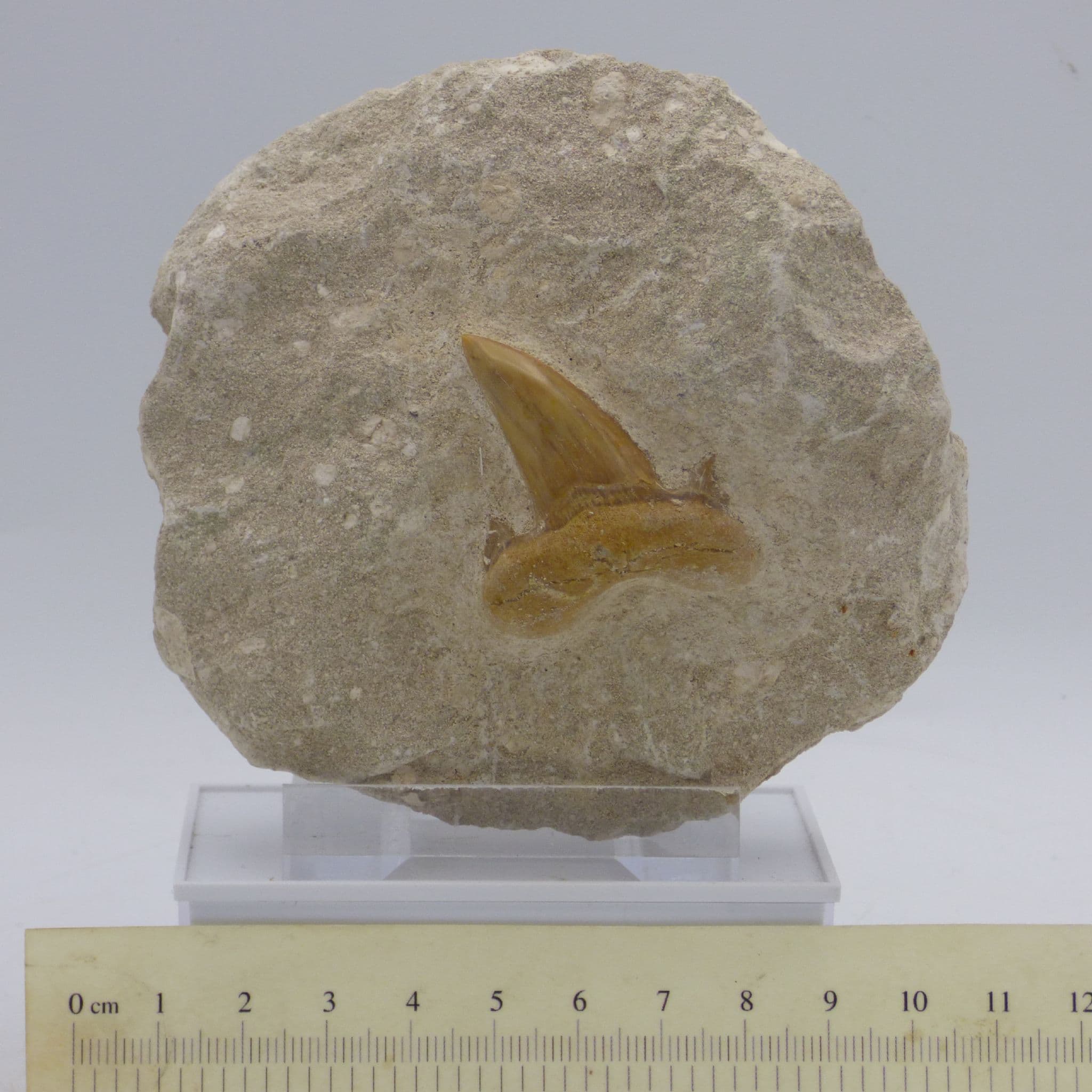 Fossil Shark Tooth  in Rock with Display Stand - Gift Idea