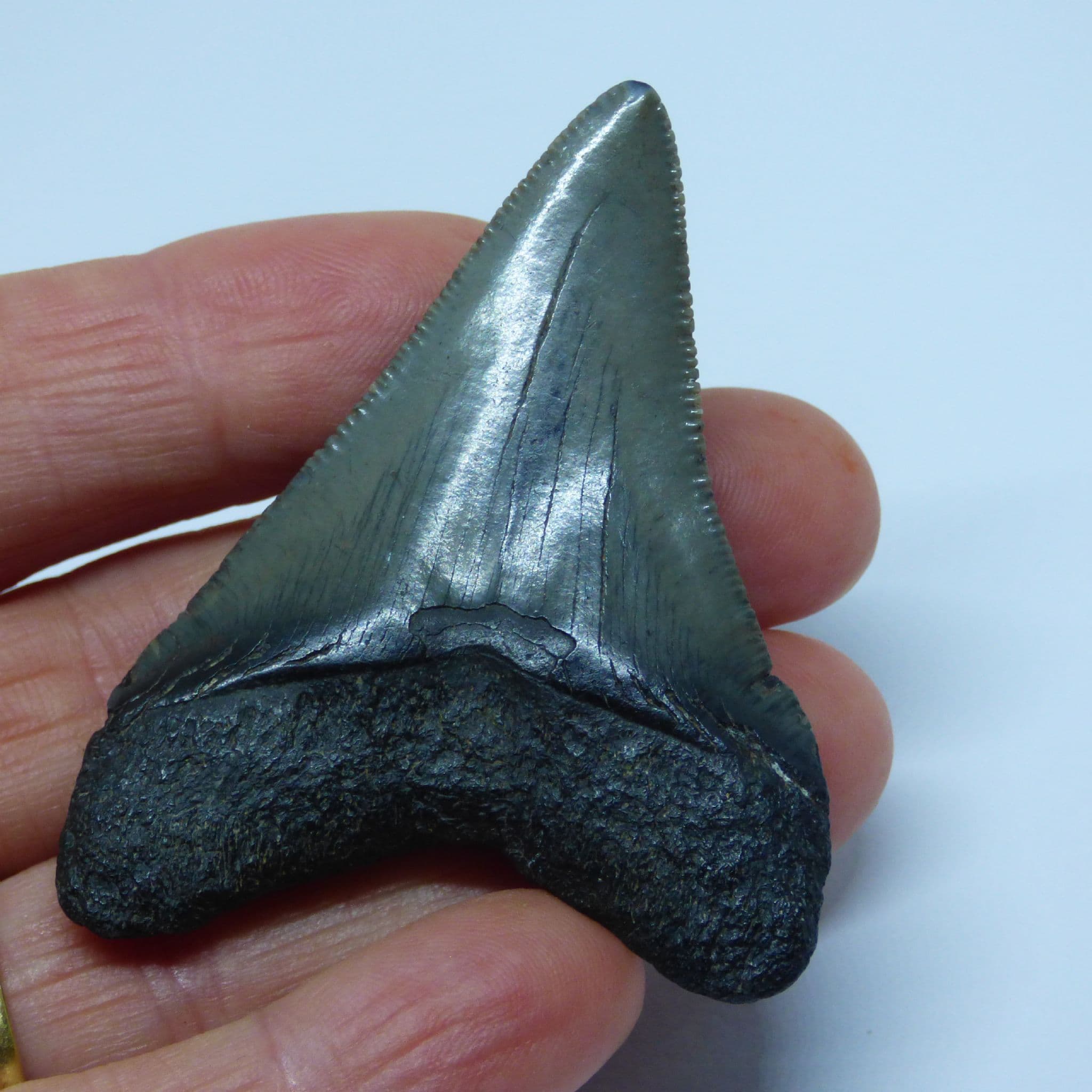 Fossil Shark Tooth Otodus Megalodon (  Megaselachus) South Carolina