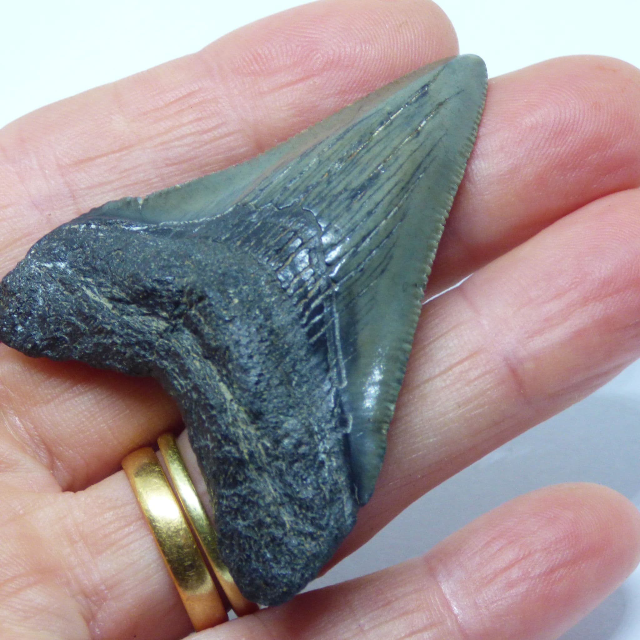 Fossil Shark Tooth Otodus Megalodon (  Megaselachus) South Carolina