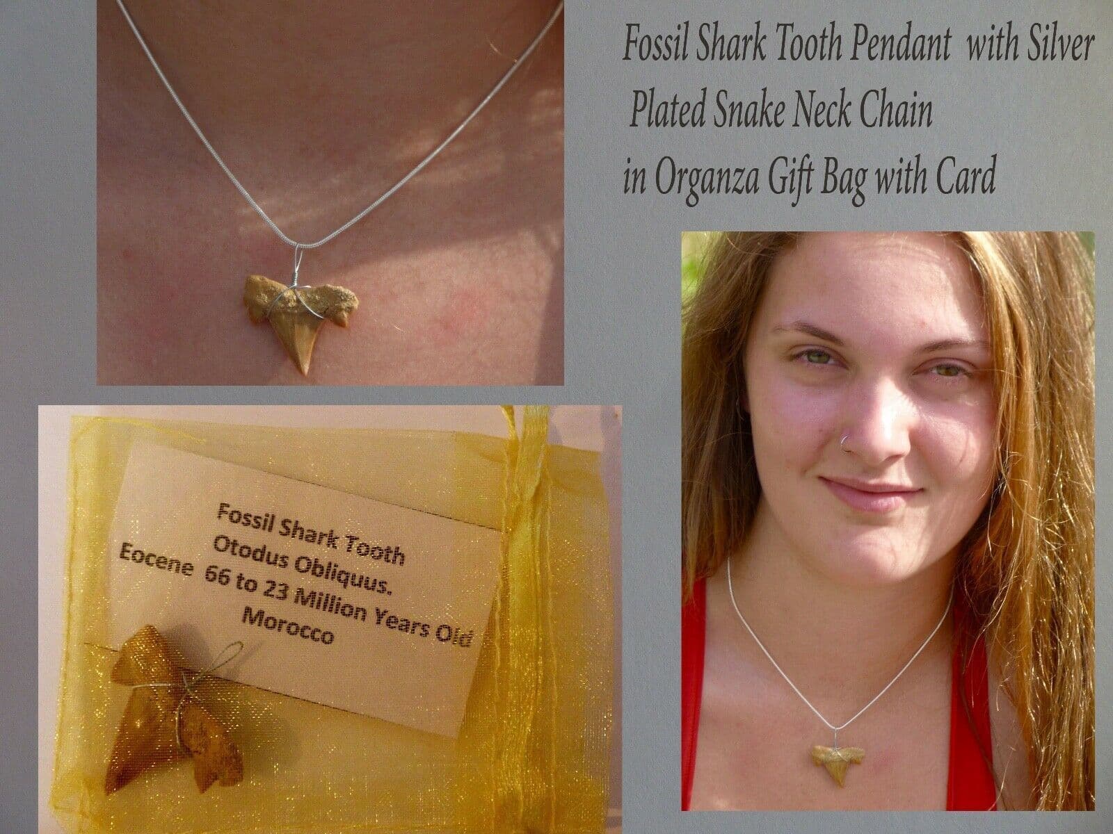 Fossil Shark Tooth  Pendant and Snake Chain in Organza Gift Bag + Card