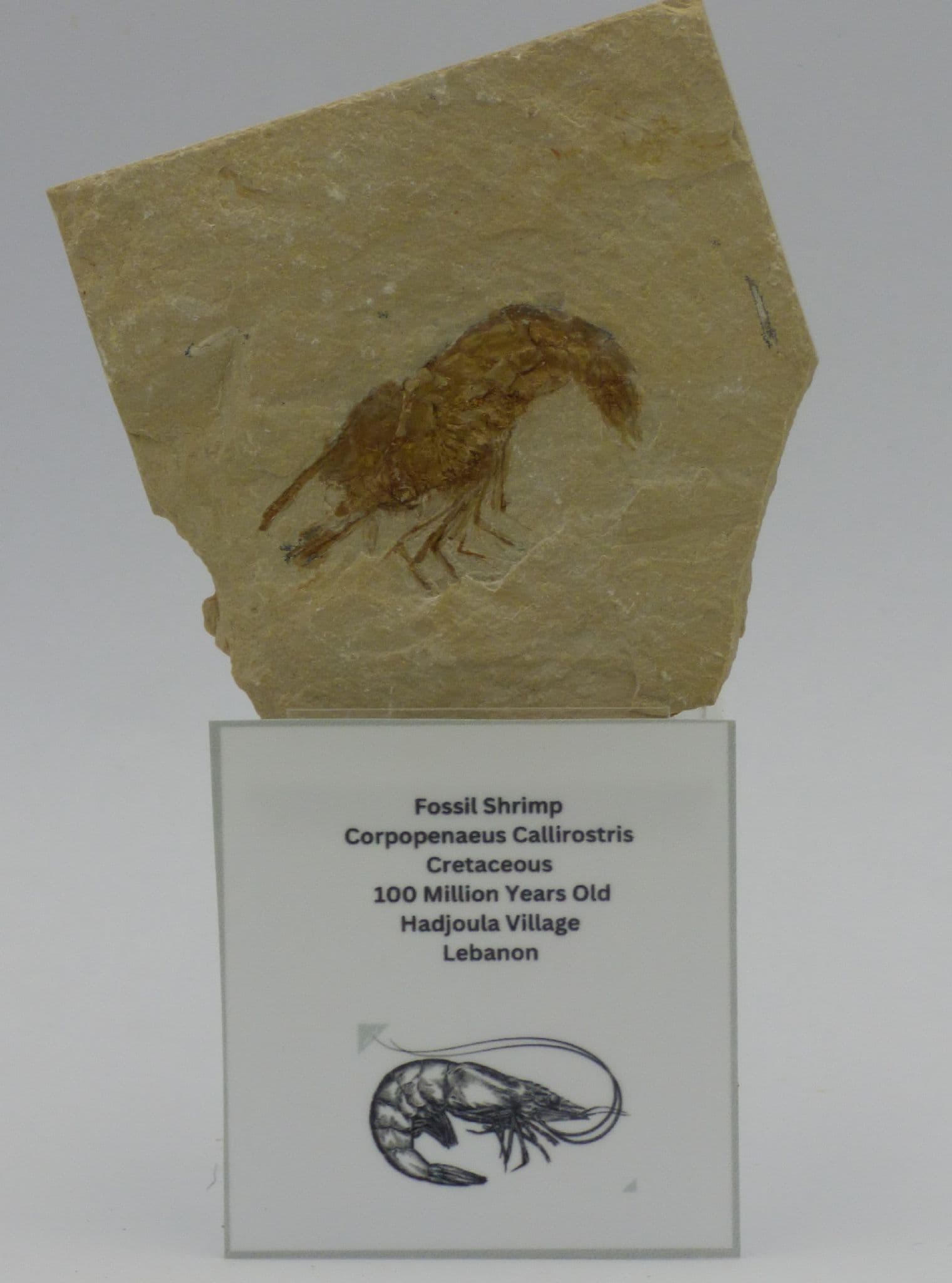 Fossil Shrimp with Fish Remains on Reverse + Stand