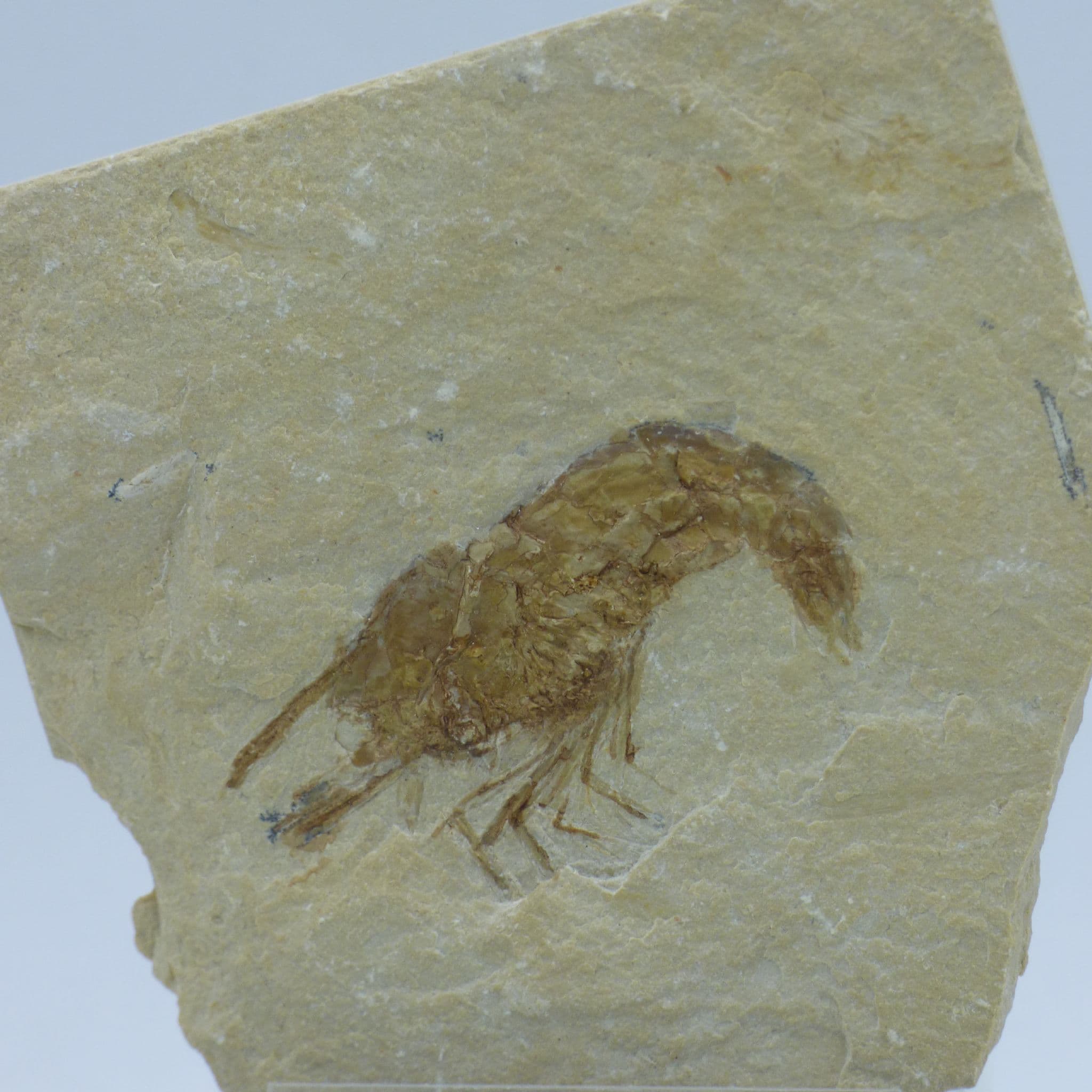 Fossil Shrimp with Fish Remains on Reverse + Stand