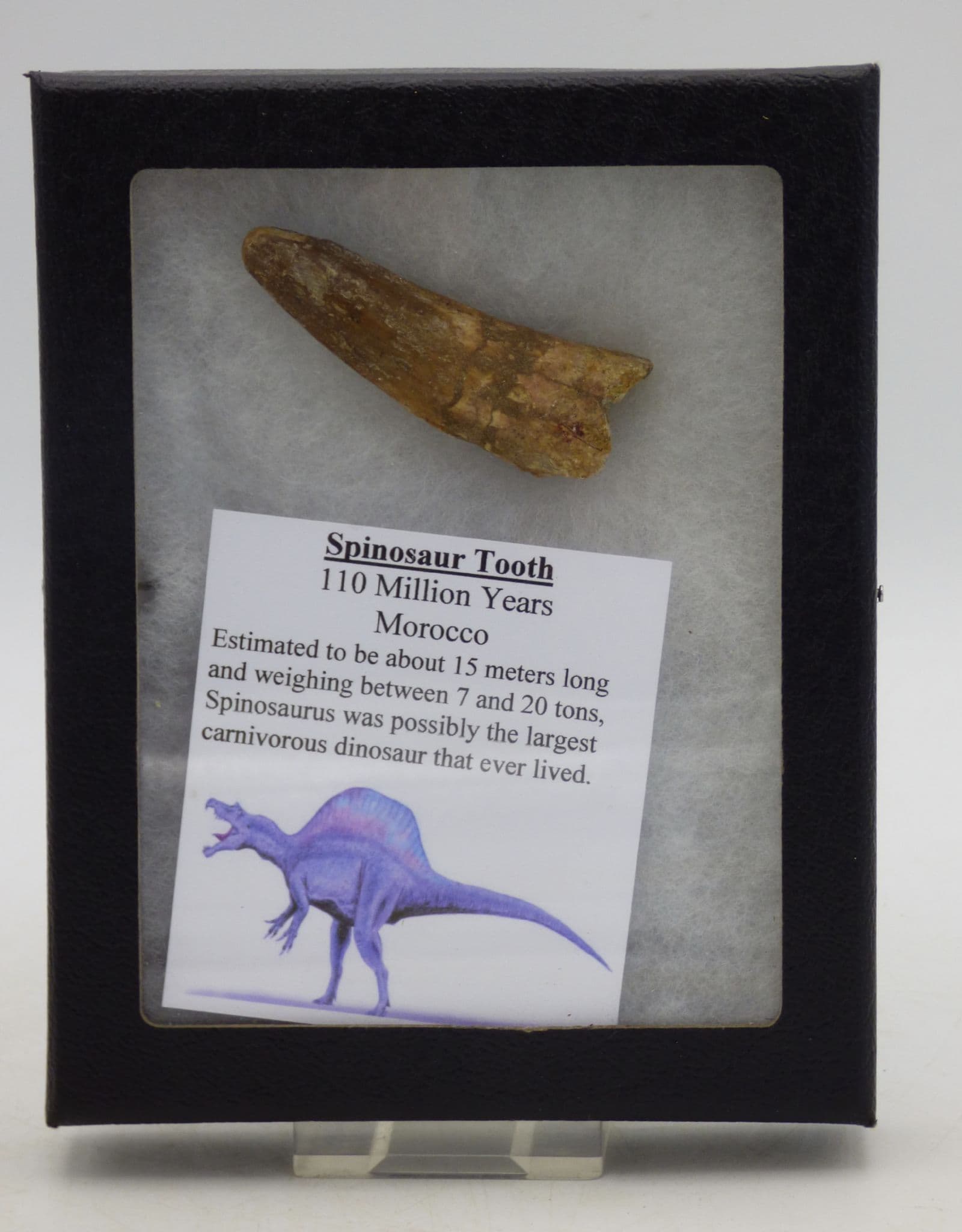 Fossil Spinosaur Tooth  110 MYO Glass Fronted Collectors Display  Box