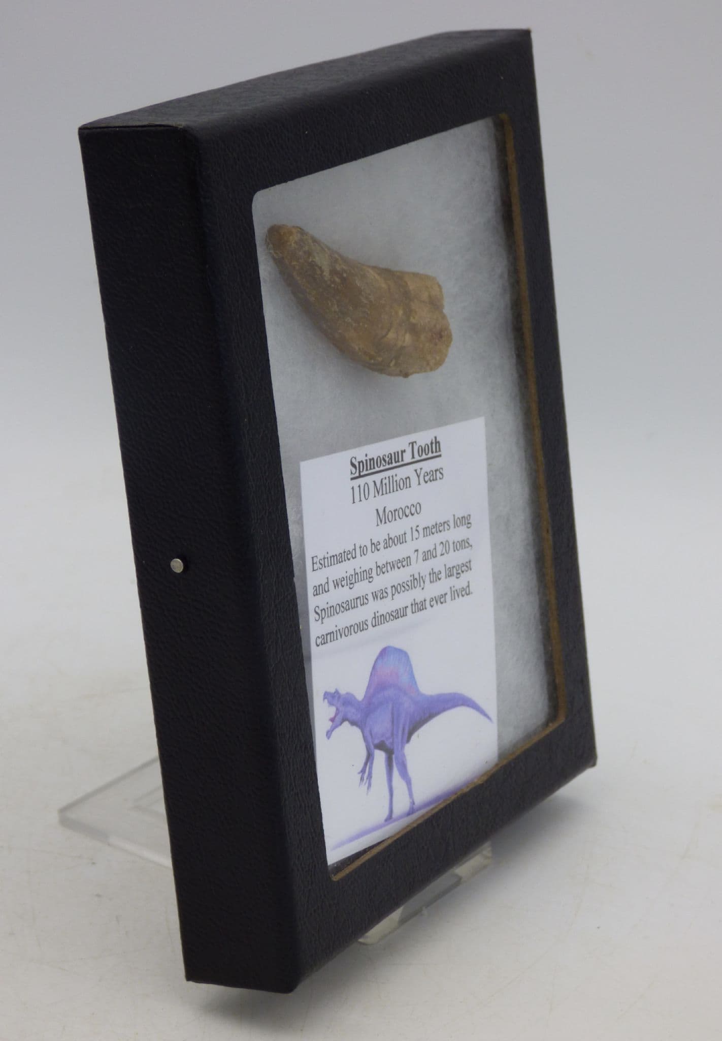 Fossil Spinosaur Tooth  110 MYO Glass Fronted Collectors Display  Box