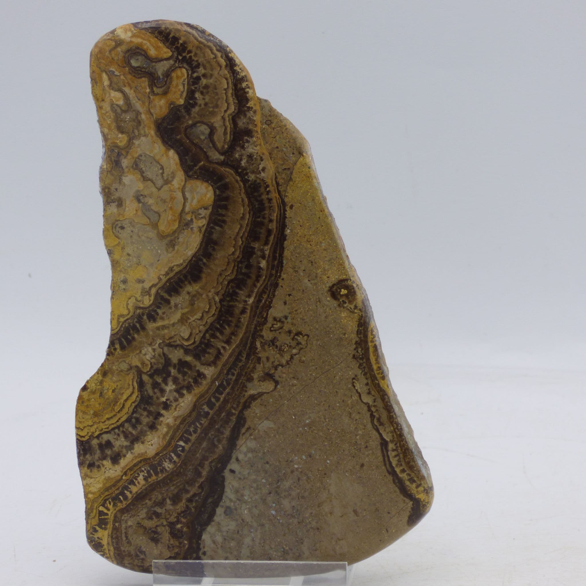 Fossil Stromatolite Carboniferous Fife Scotland  with Display Stand