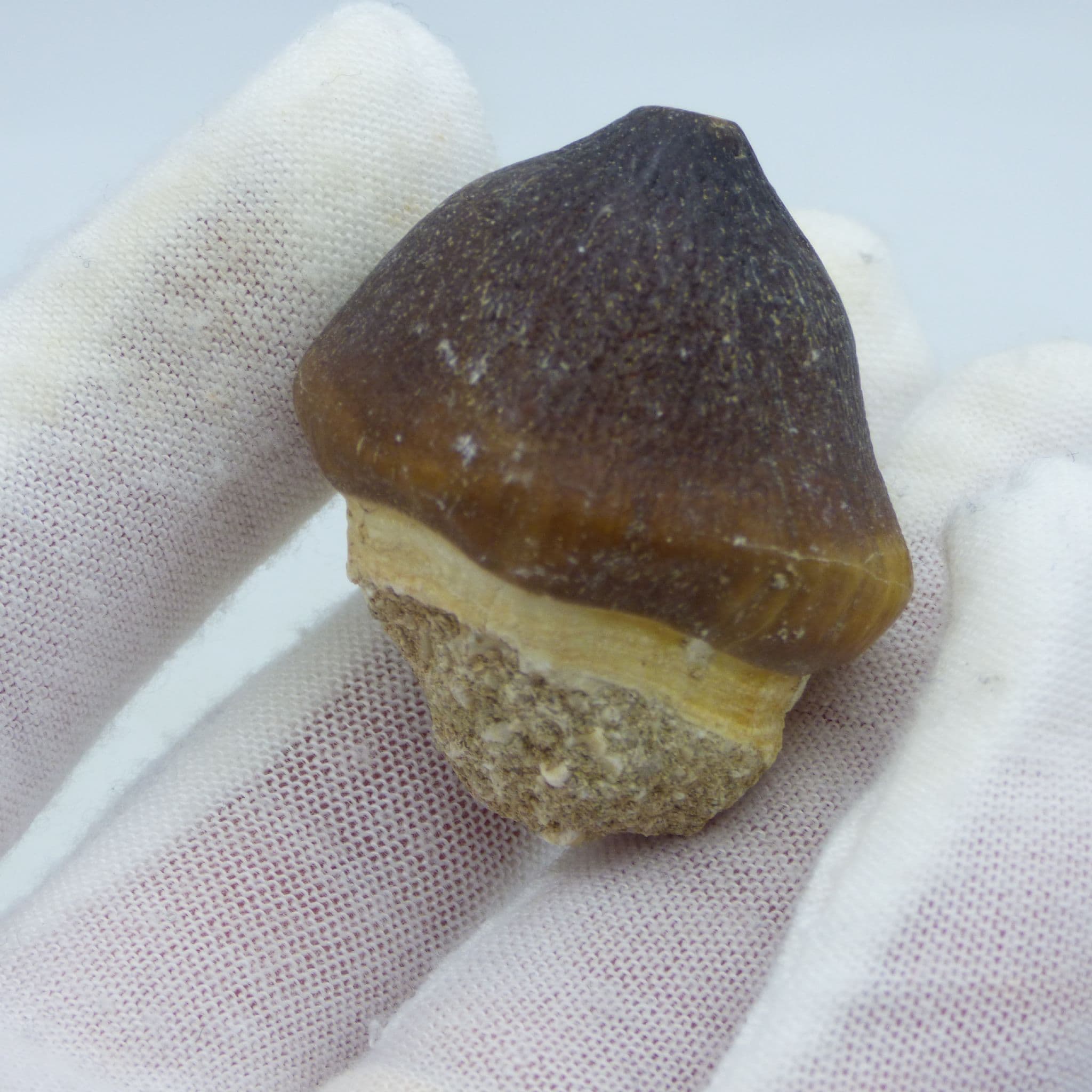 Fossil Tooth Globidens Phosphaticus Mosasaur