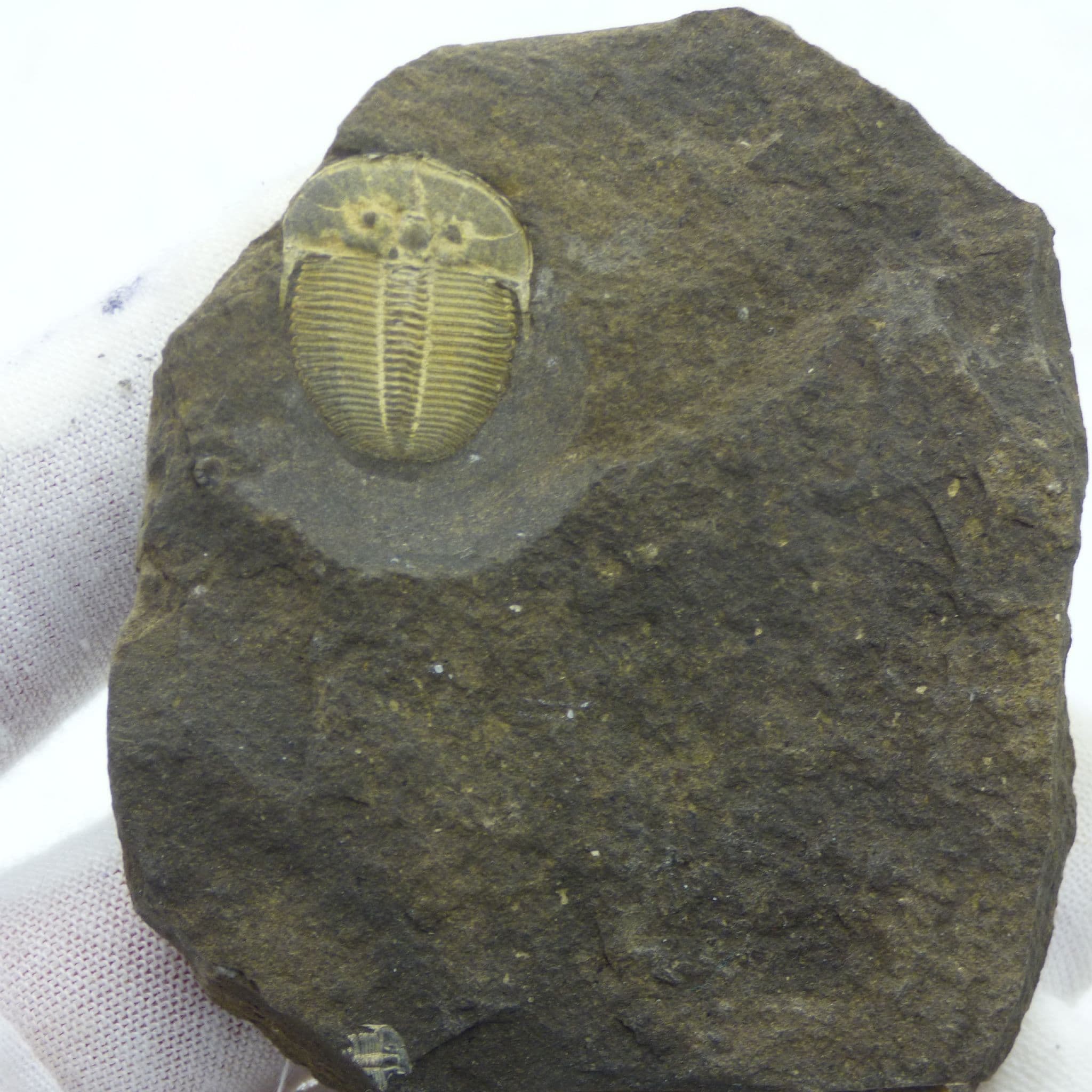 Fossil Trilobite Aulocpleura Konincki Czech Republic Silurian