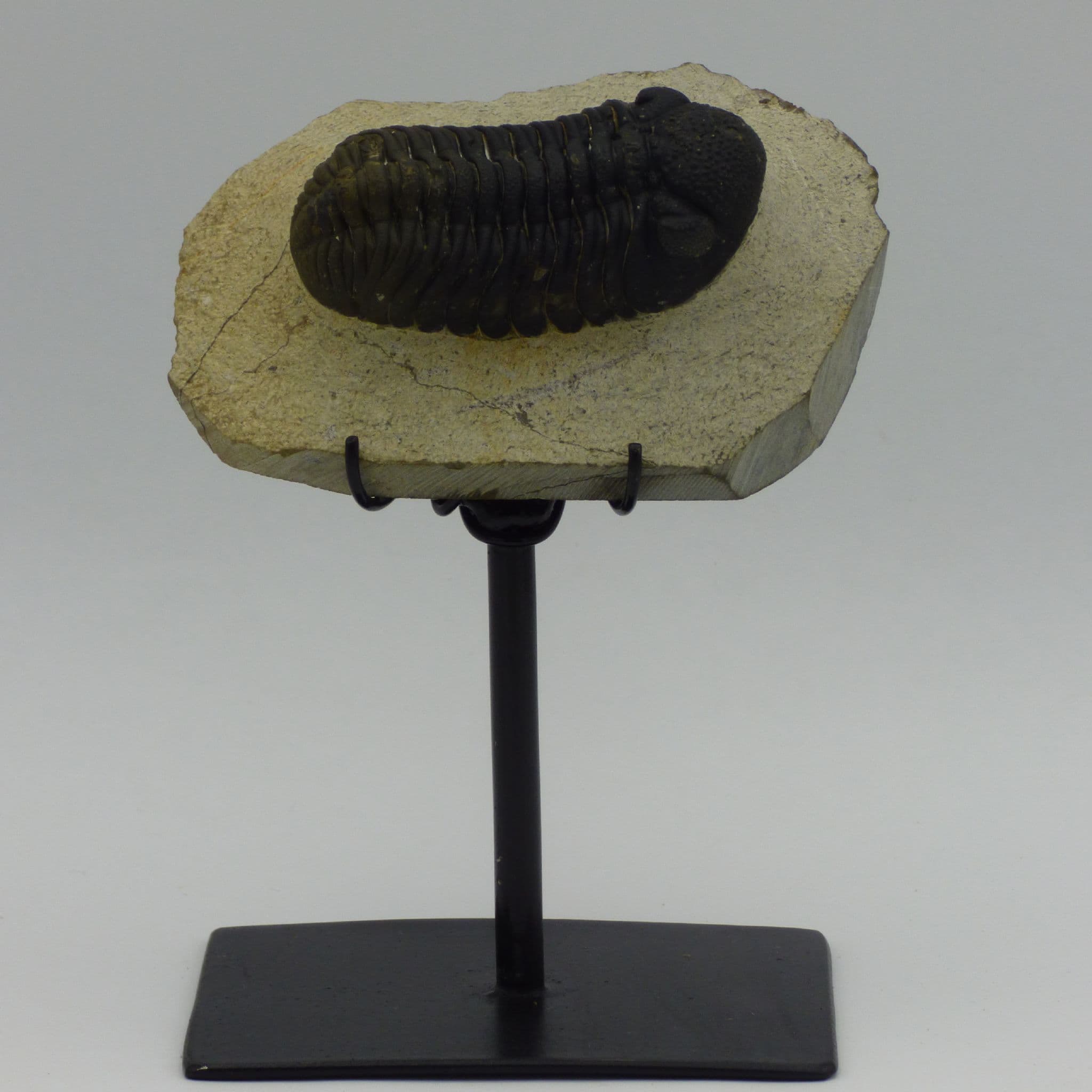 Fossil Trilobite Boeckops Skelcki on Hand Crafted Steel Stand