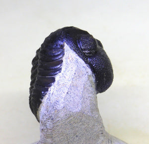 Fossil Trilobite Boeckops Skelcki with  Hand Crafted Steel Stand