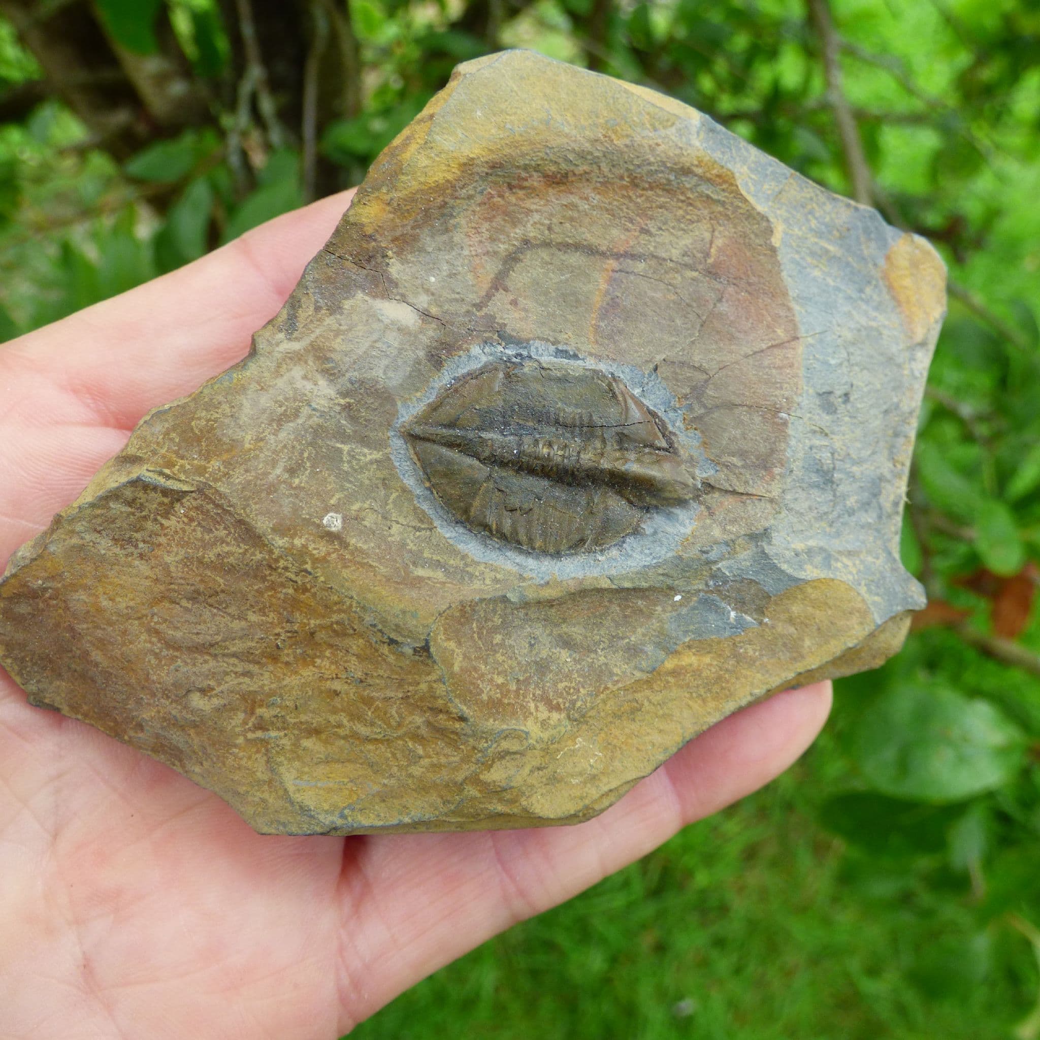 Fossil Trilobite Cnemidopyge  Shropshire , UK