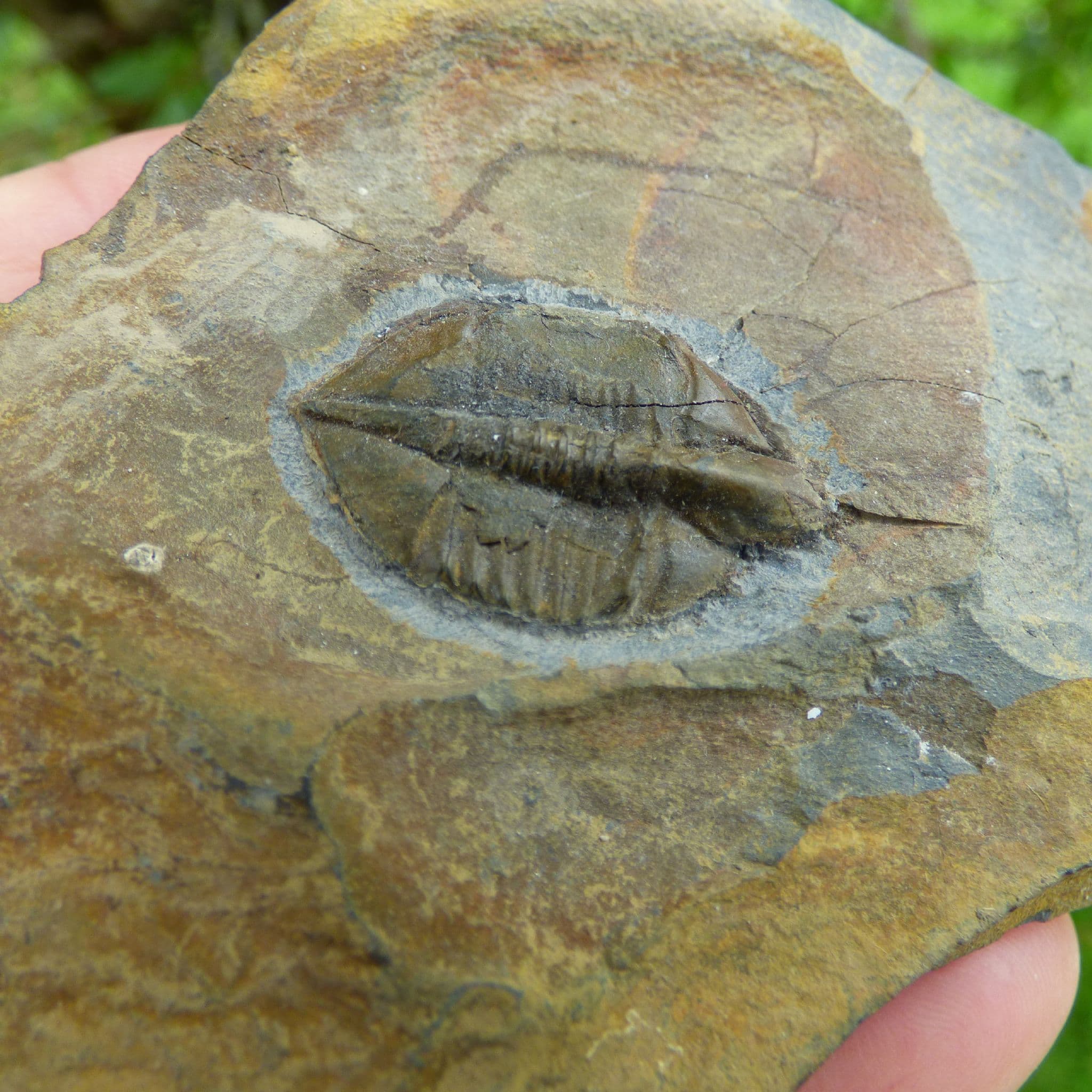 Fossil Trilobite Cnemidopyge  Shropshire , UK