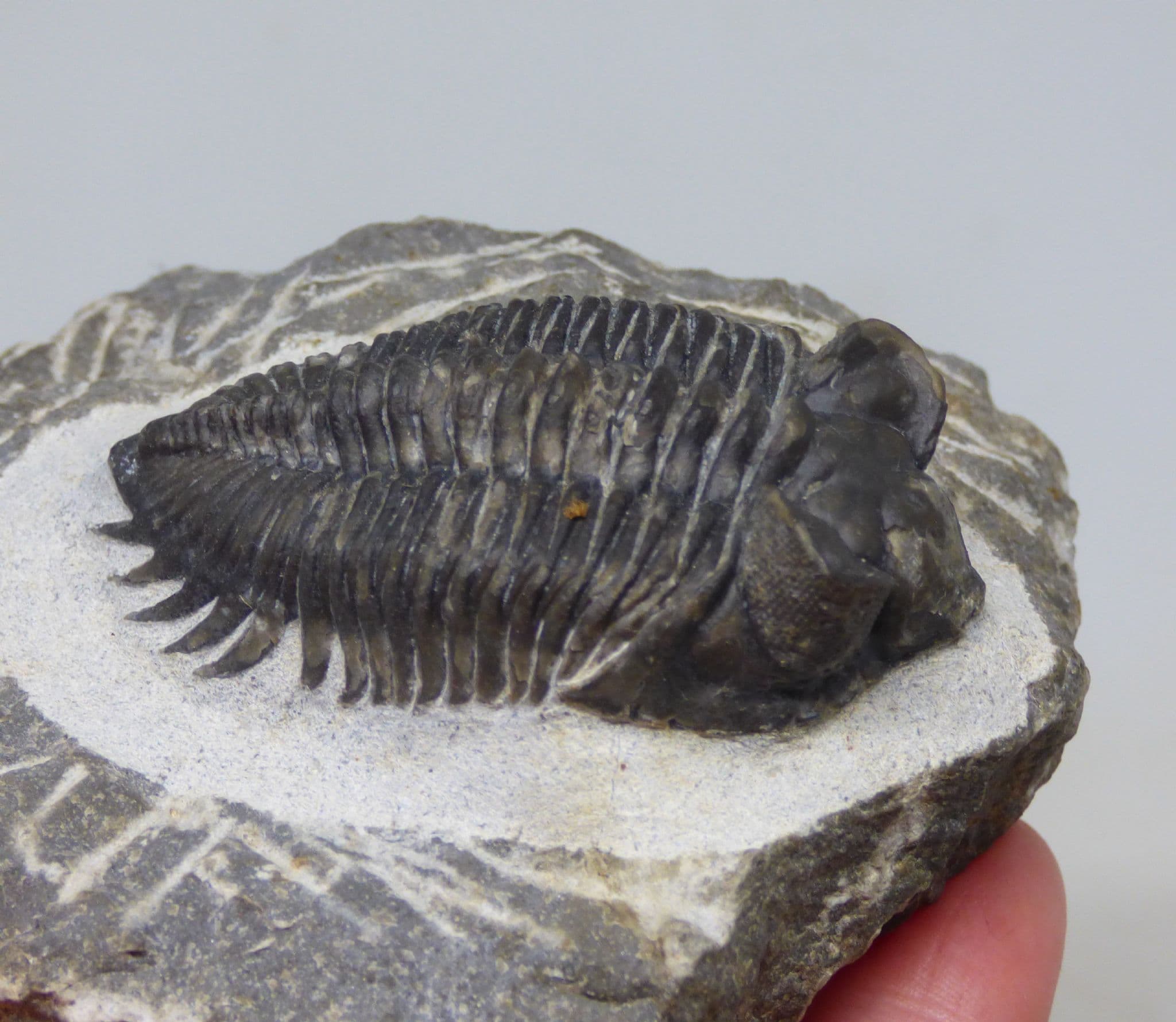 Fossil Trilobite Coltraenia Oufatensis  Atlas Mountains Devonian