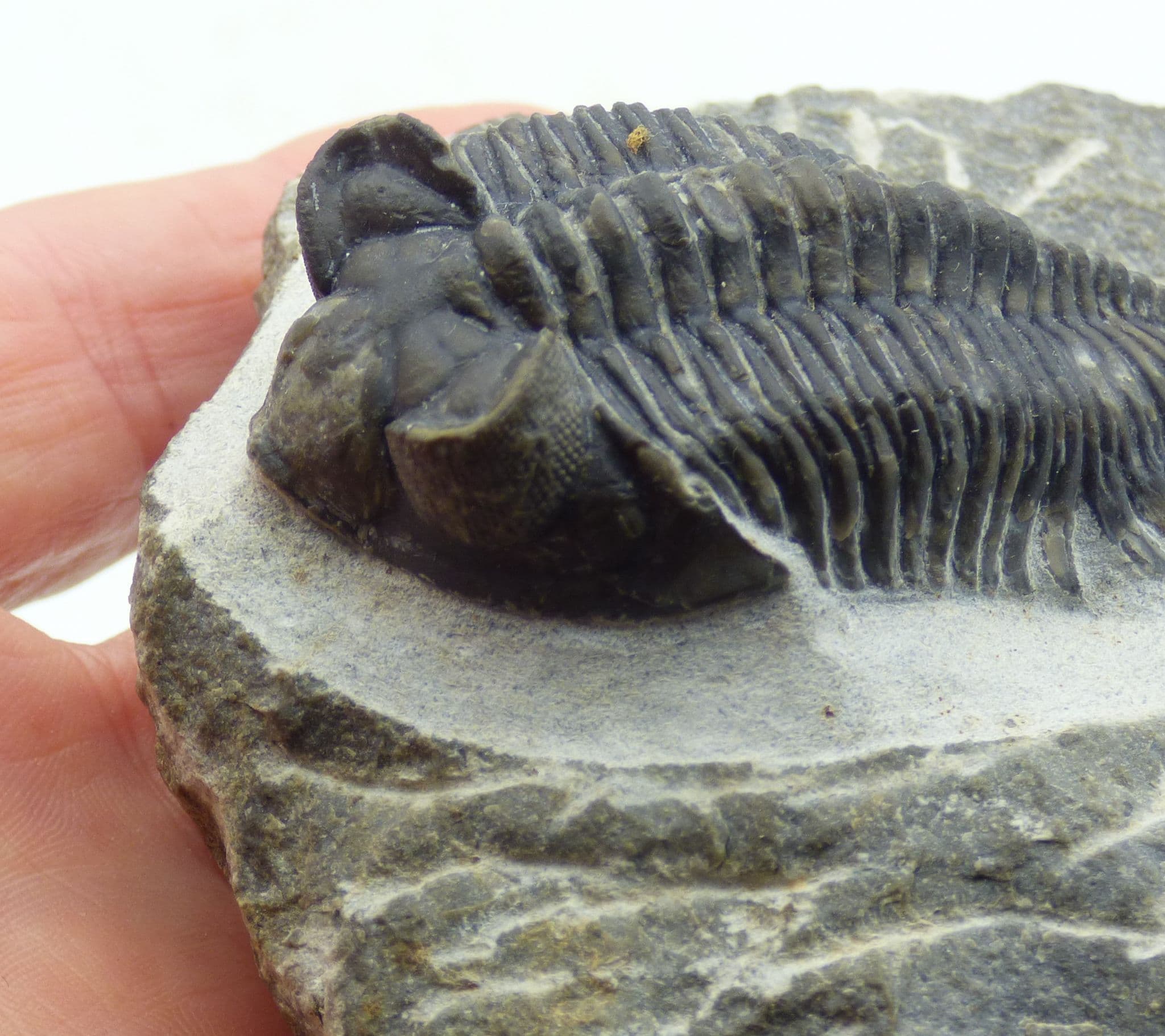 Fossil Trilobite Coltraenia Oufatensis  Atlas Mountains Devonian