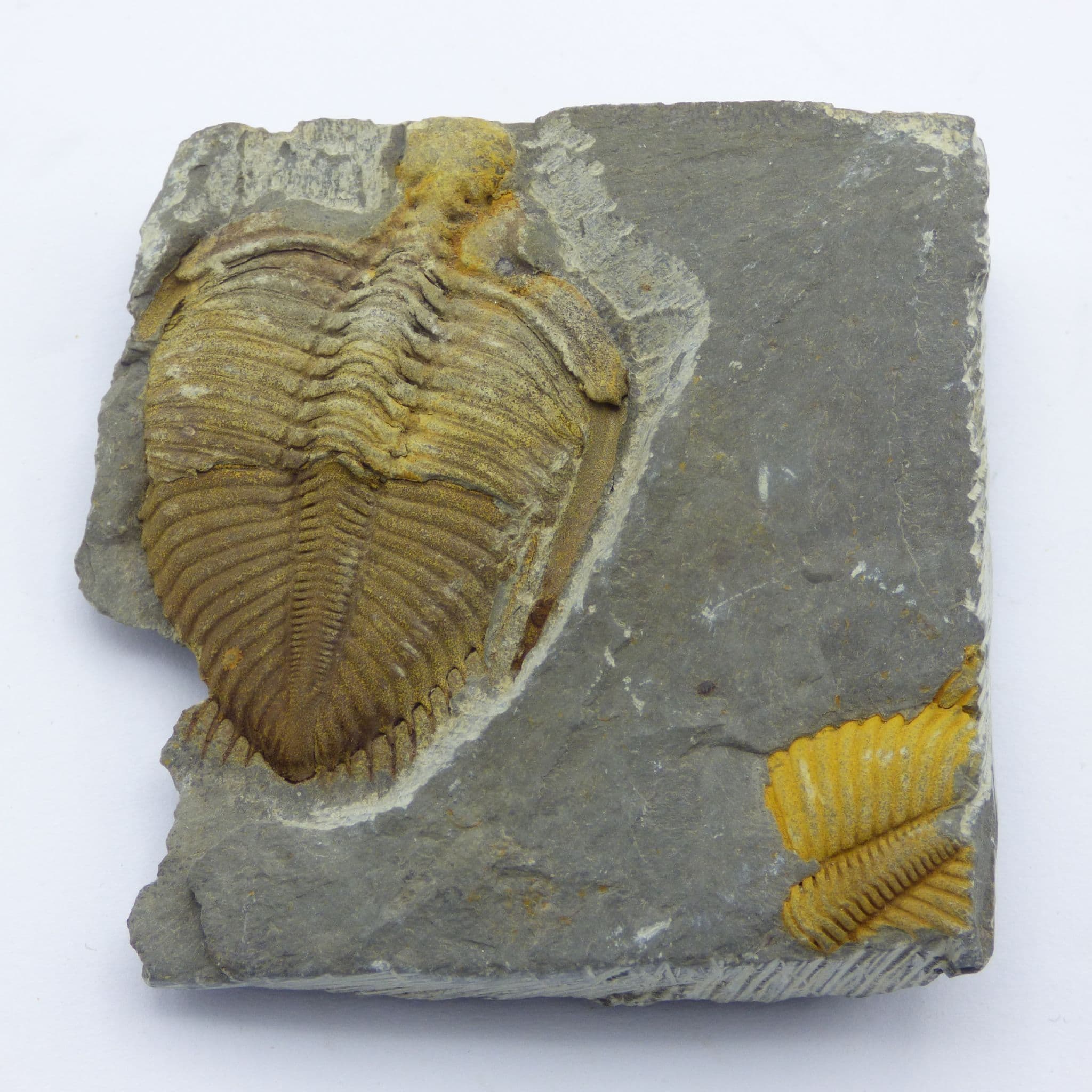 Fossil Trilobite Coronocephalina  Jastrowi Bubei Province, China