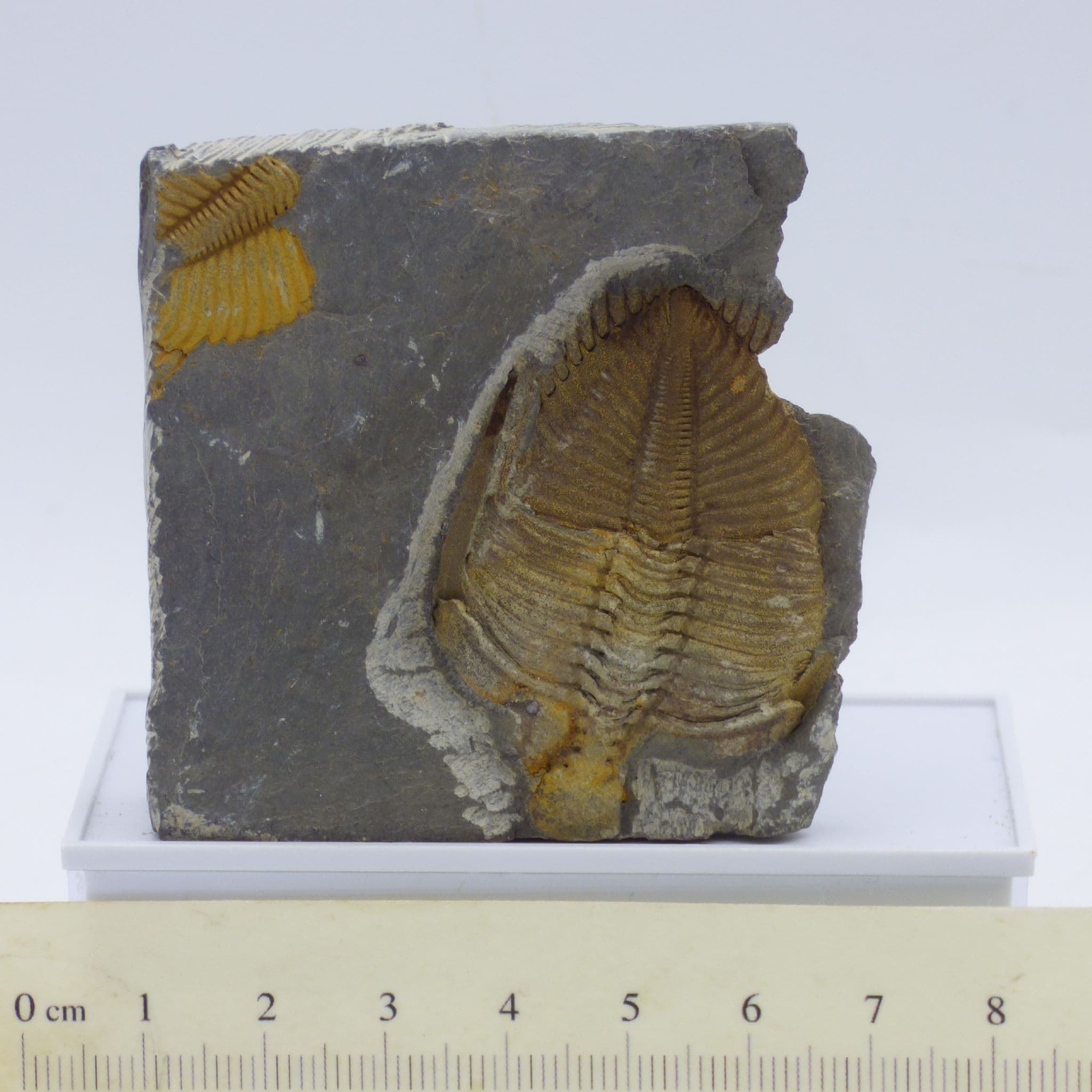 Fossil Trilobite Coronocephalina  Jastrowi Bubei Province, China