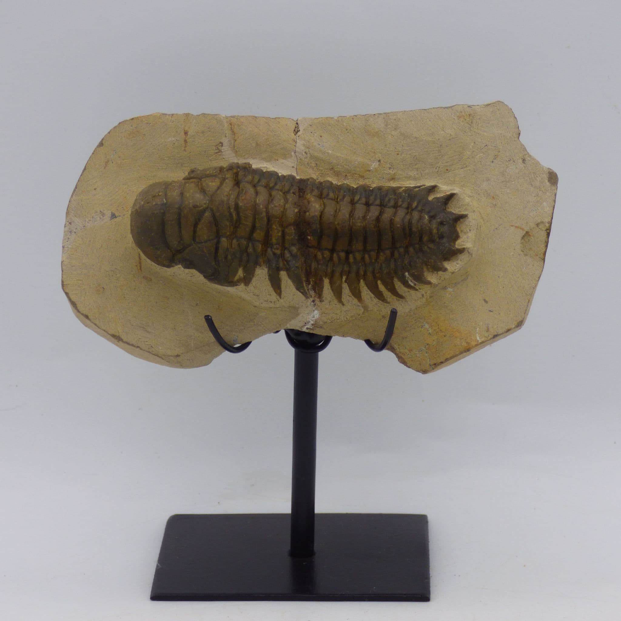 Fossil Trilobite Crotalocephalina gibba on Hand Crafted Steel Stand